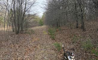 Greg M.'s photo of camping with pets at South of Sand Dunes State Forest near Saint Cloud, MN