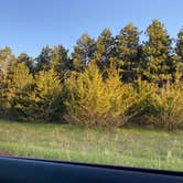 Review photo of South of Sand Dunes State Forest by Nika S., May 16, 2026
