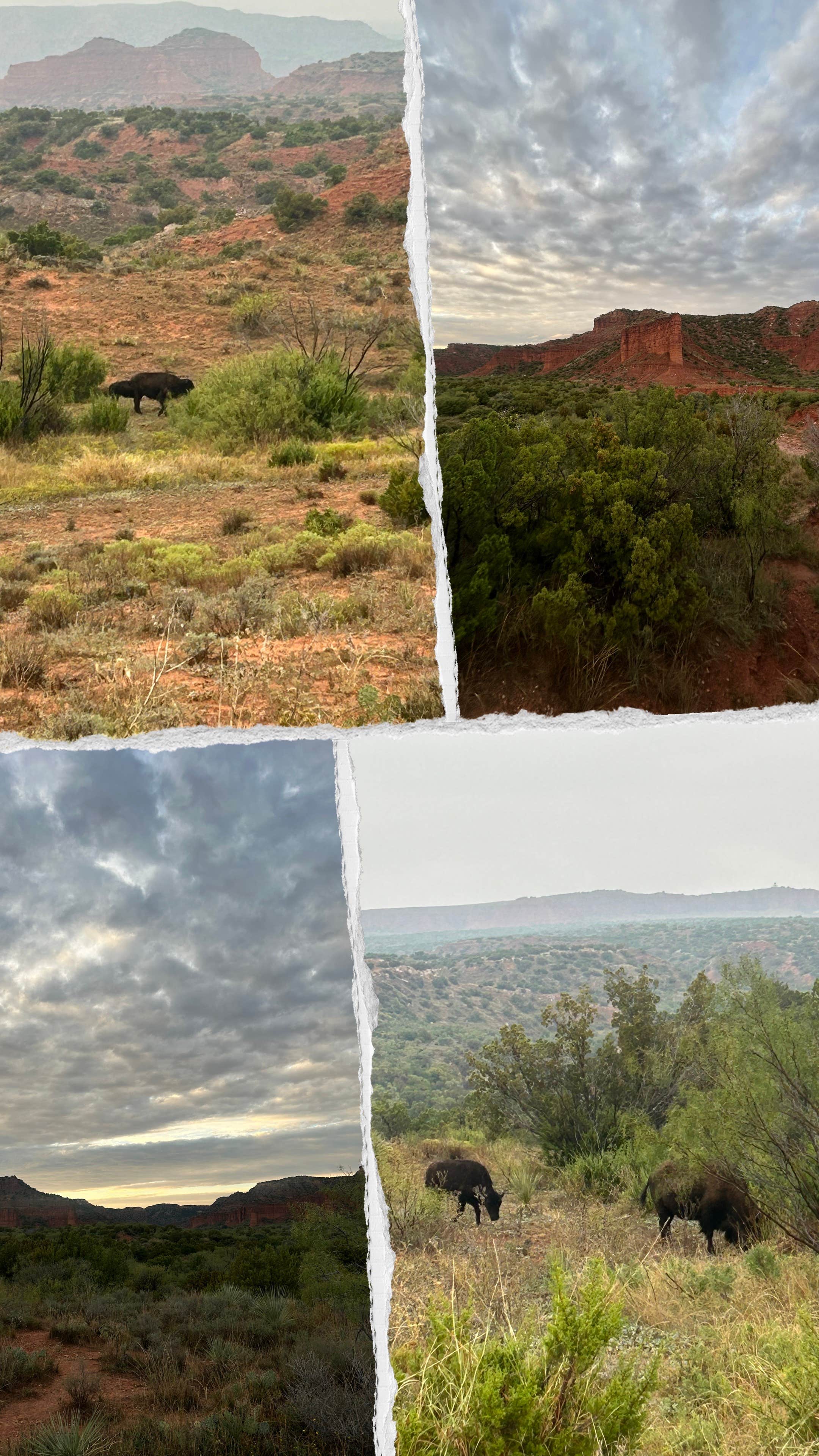 Camper submitted image from South Prong Tent Camping Area — Caprock Canyons State Park - 2