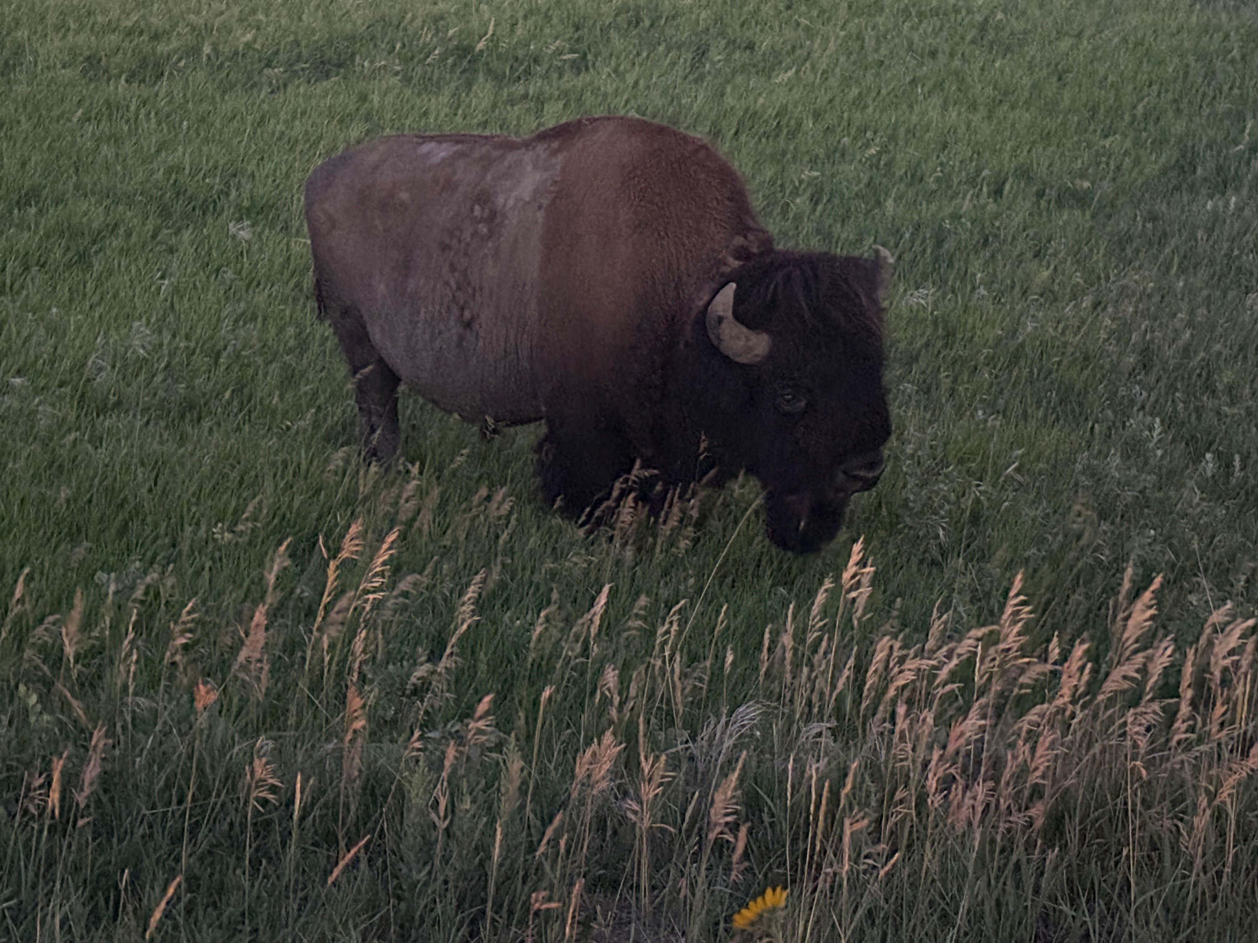 Beth B.'s photo of camping with pets at Southern Hills RV Park & Campground near Wall, SD
