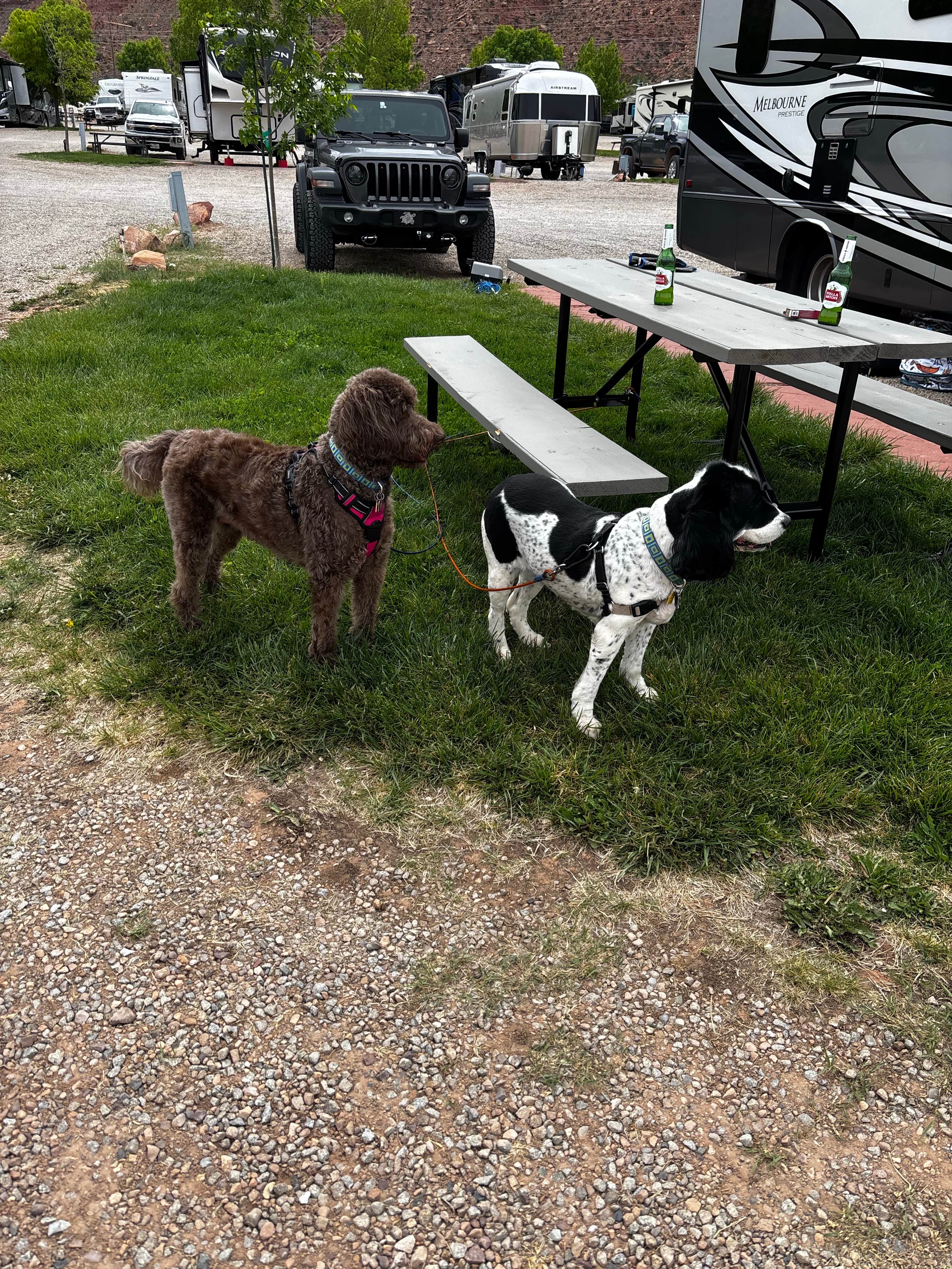 Chris H.'s photo of camping with pets at Spanish Trails RV Park near Castle Valley, UT