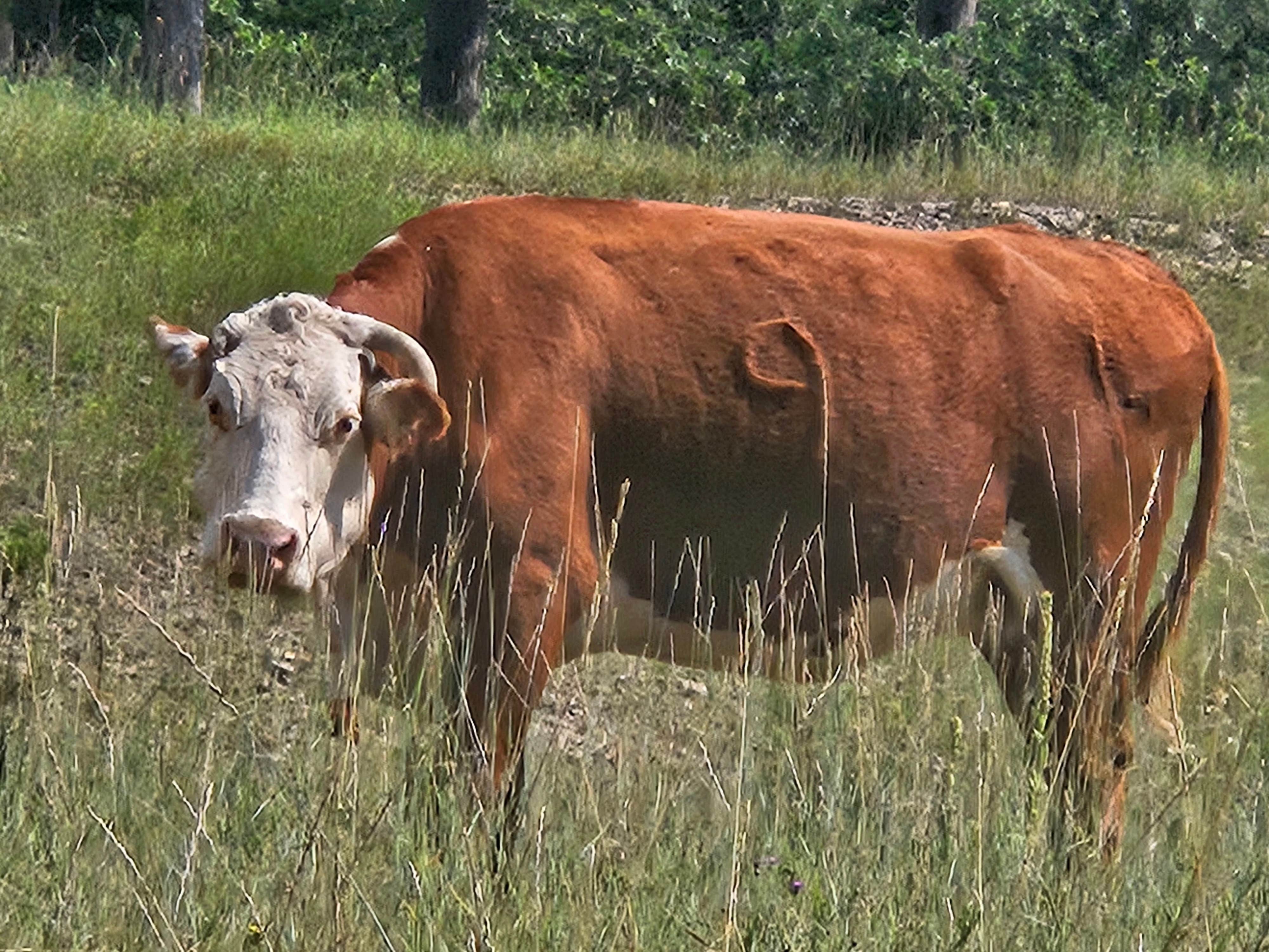 Camper-submitted photo at Spearfish Quarry near Deadwood, SD