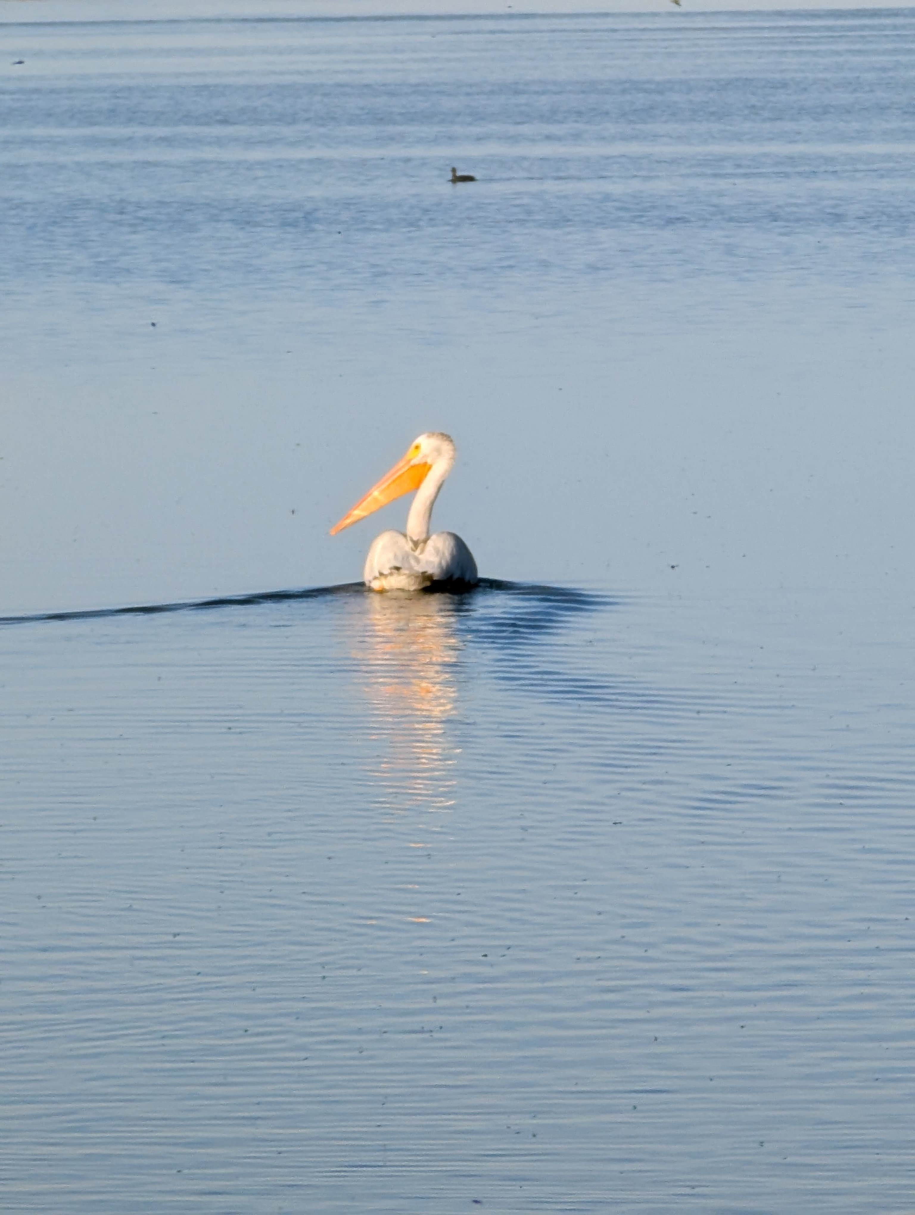 Camper-submitted photo at Sprague Lake Resort near St. John, WA