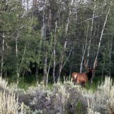 Review photo of Spread Creek Dispersed Campground by Steven Rebecca B., August 5, 2026