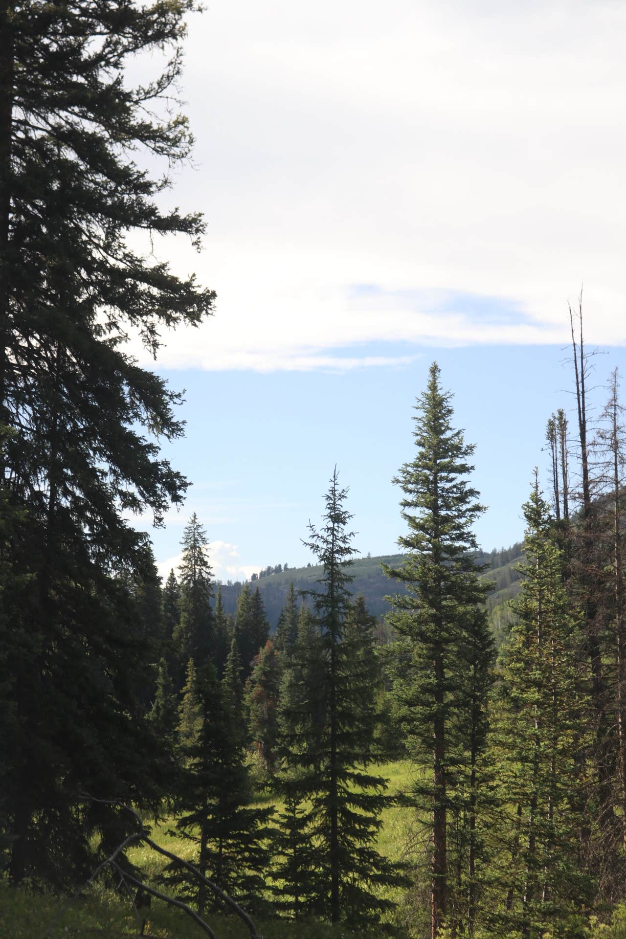 Camper-submitted photo at Spring Creek Colorado- Dispersed Camping near Heeney, CO