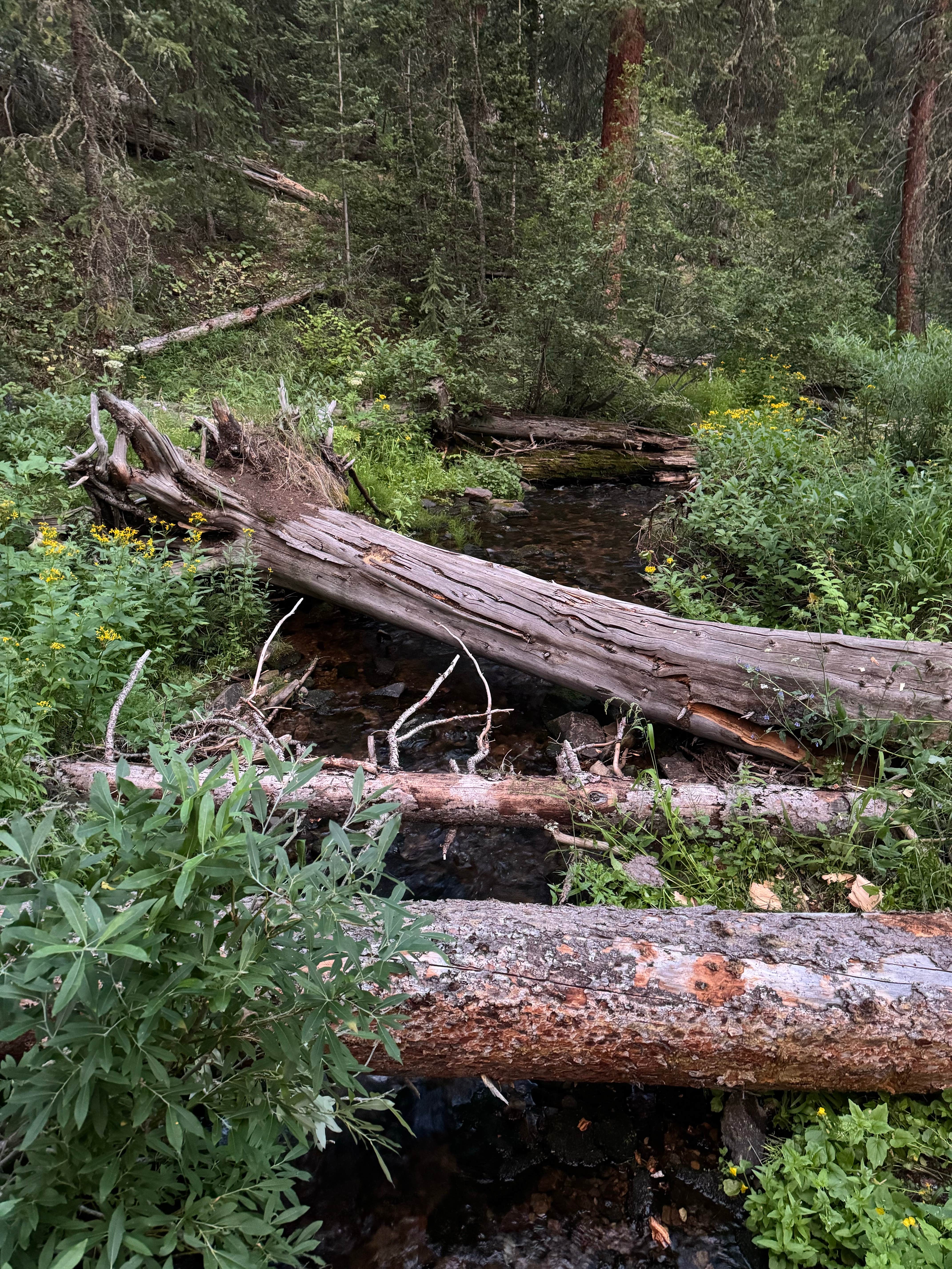 Camper submitted image from Spring Creek Colorado- Dispersed Camping - 5