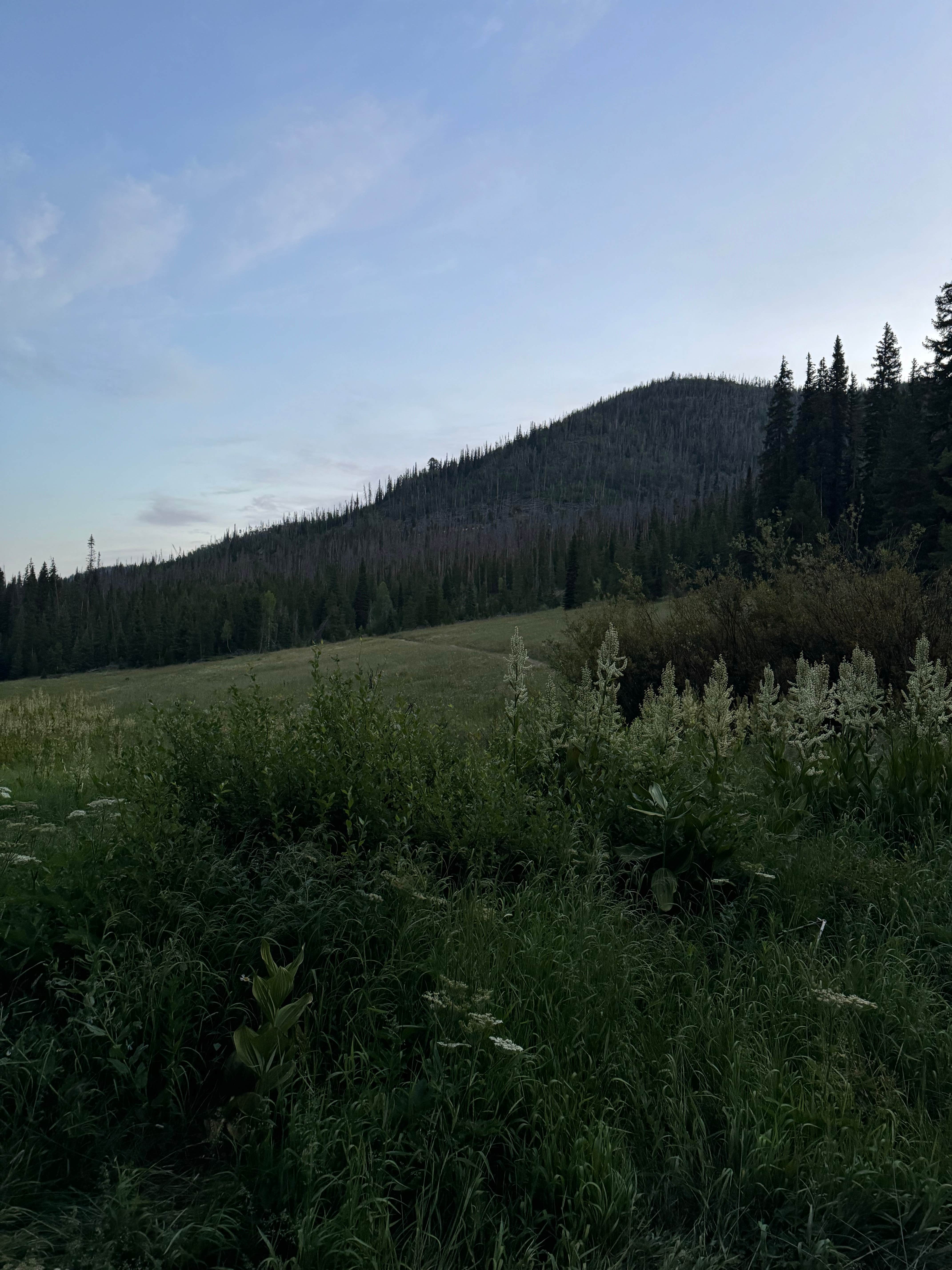 Camper submitted image from Spring Creek Colorado- Dispersed Camping - 1