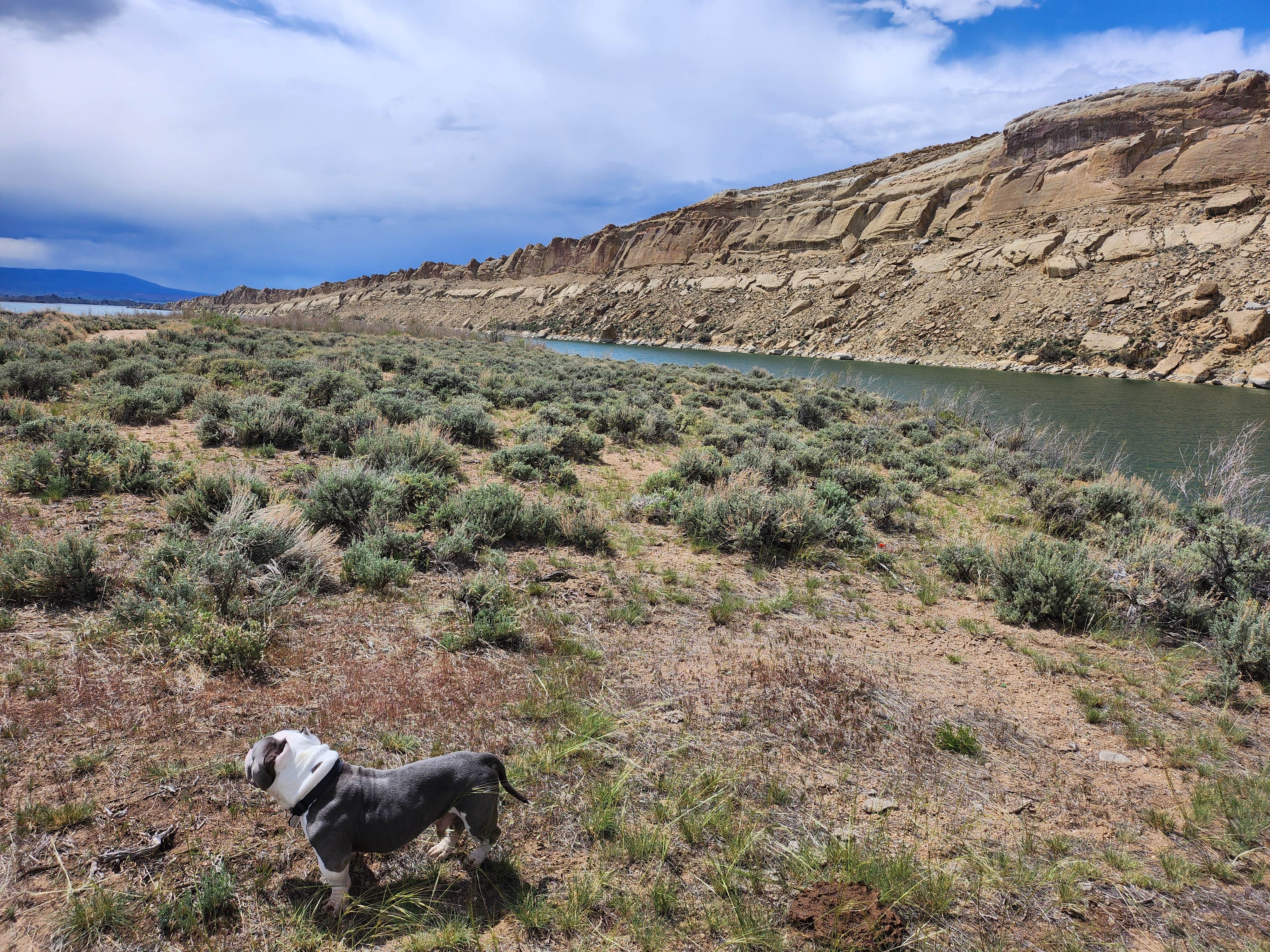 Kelda C.'s photo of camping with pets at Spring Creek Road Dispersed - Flaming Gorge near Dutch John, UT
