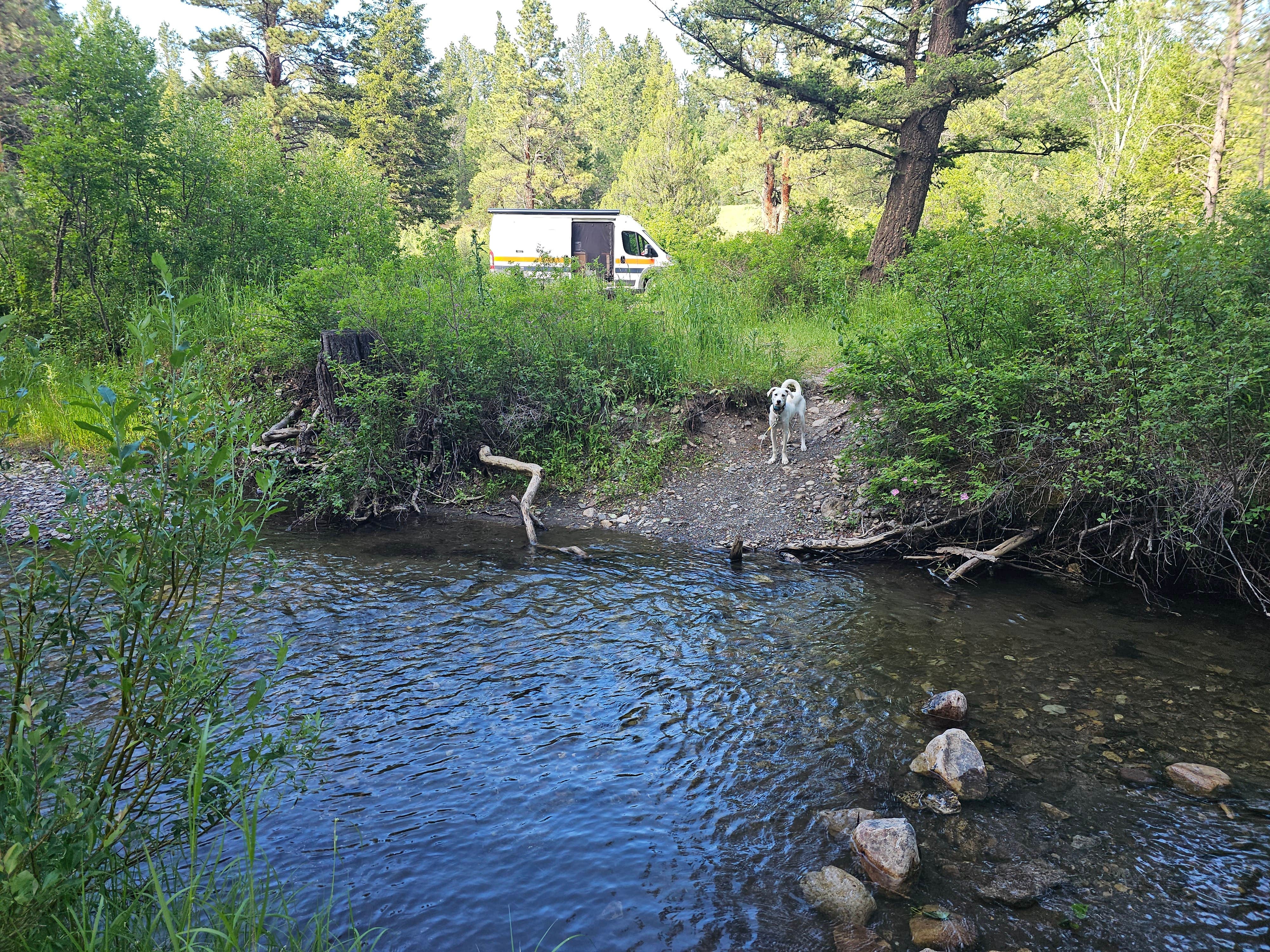 Camper-submitted photo at Spring Creek near White Sulphur Springs, MT