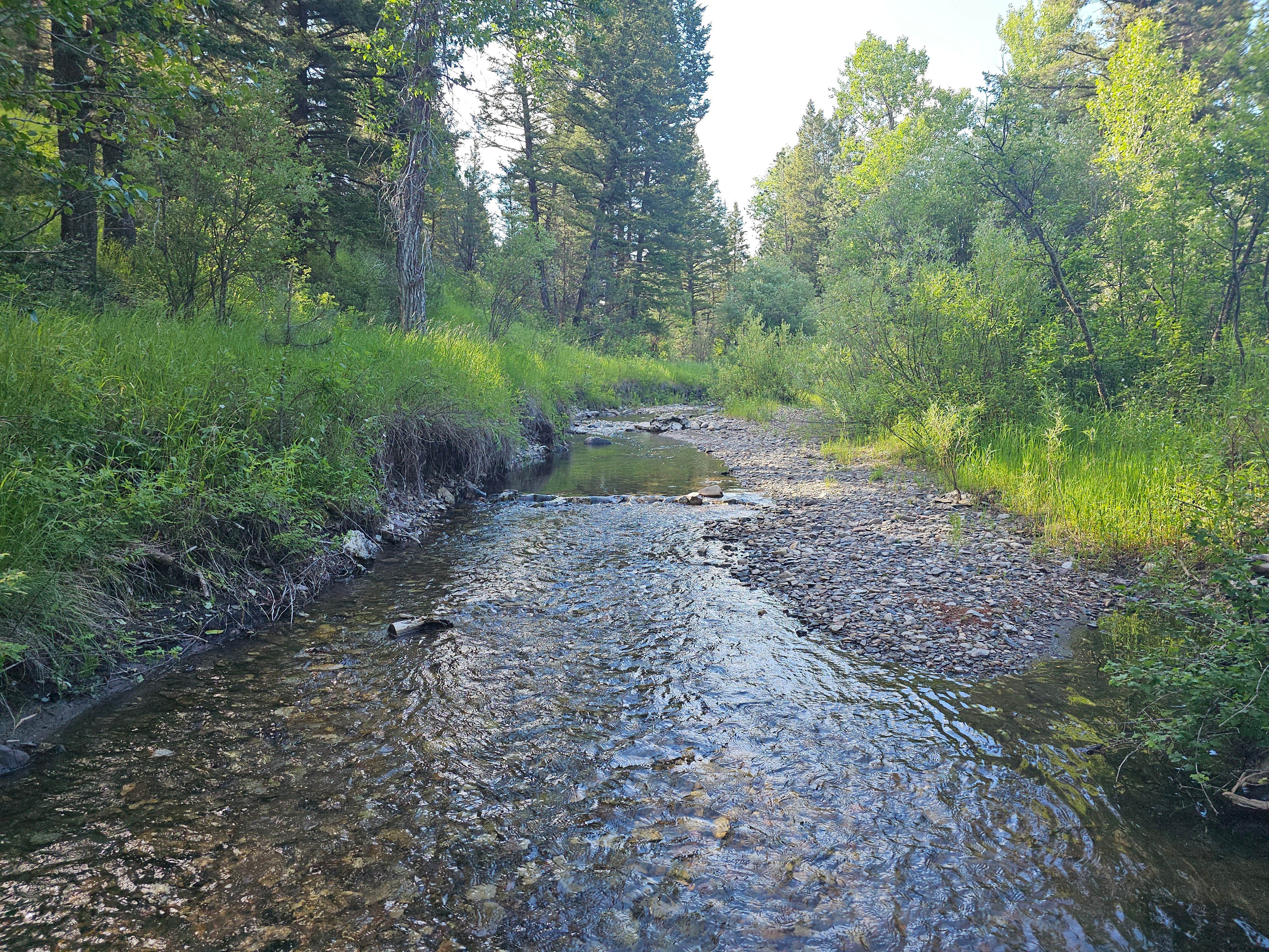 Camper submitted image from Spring Creek - 1