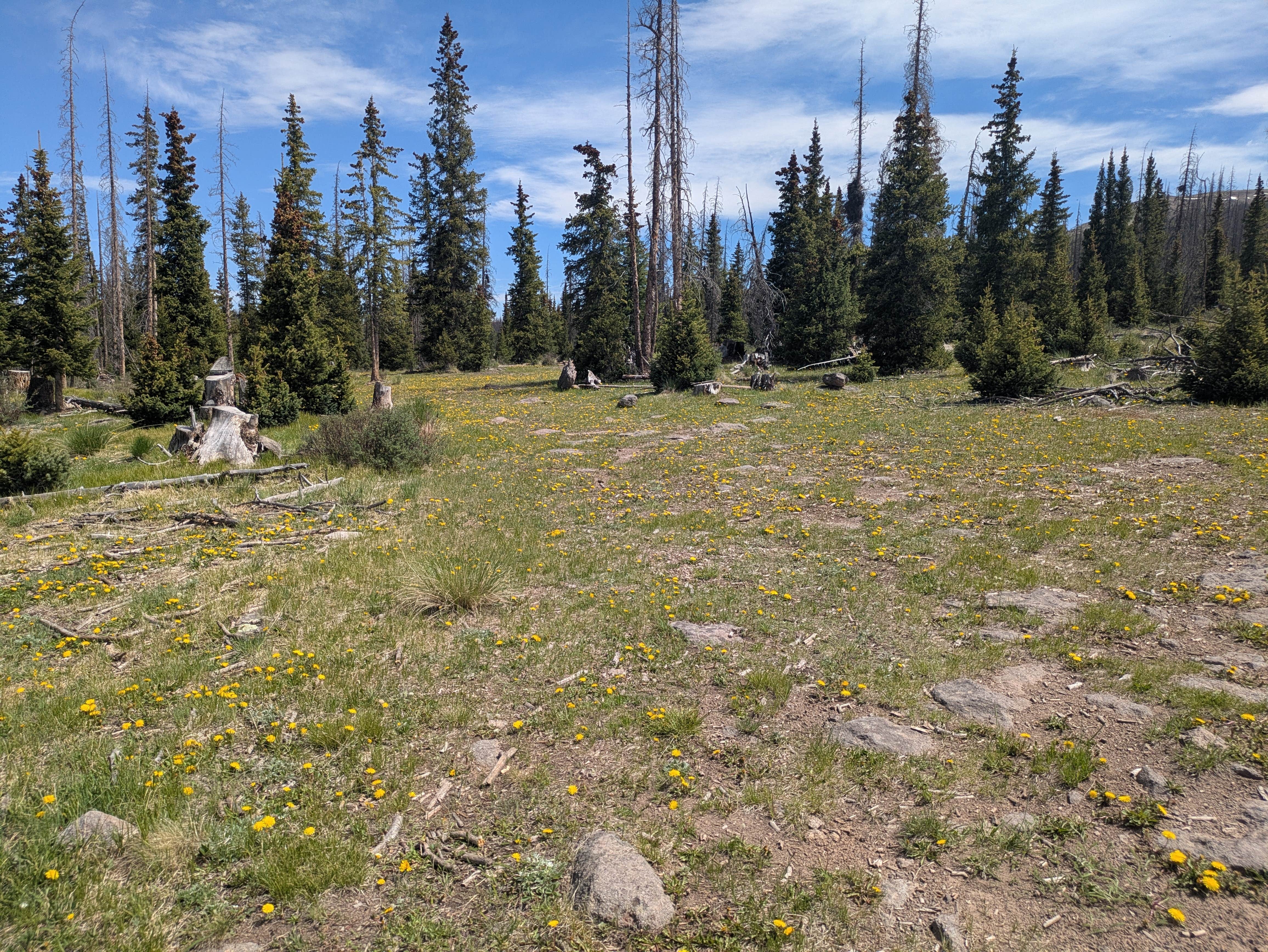 Camper-submitted photo at Spring Creek Pass Corrals near City of Creede, CO