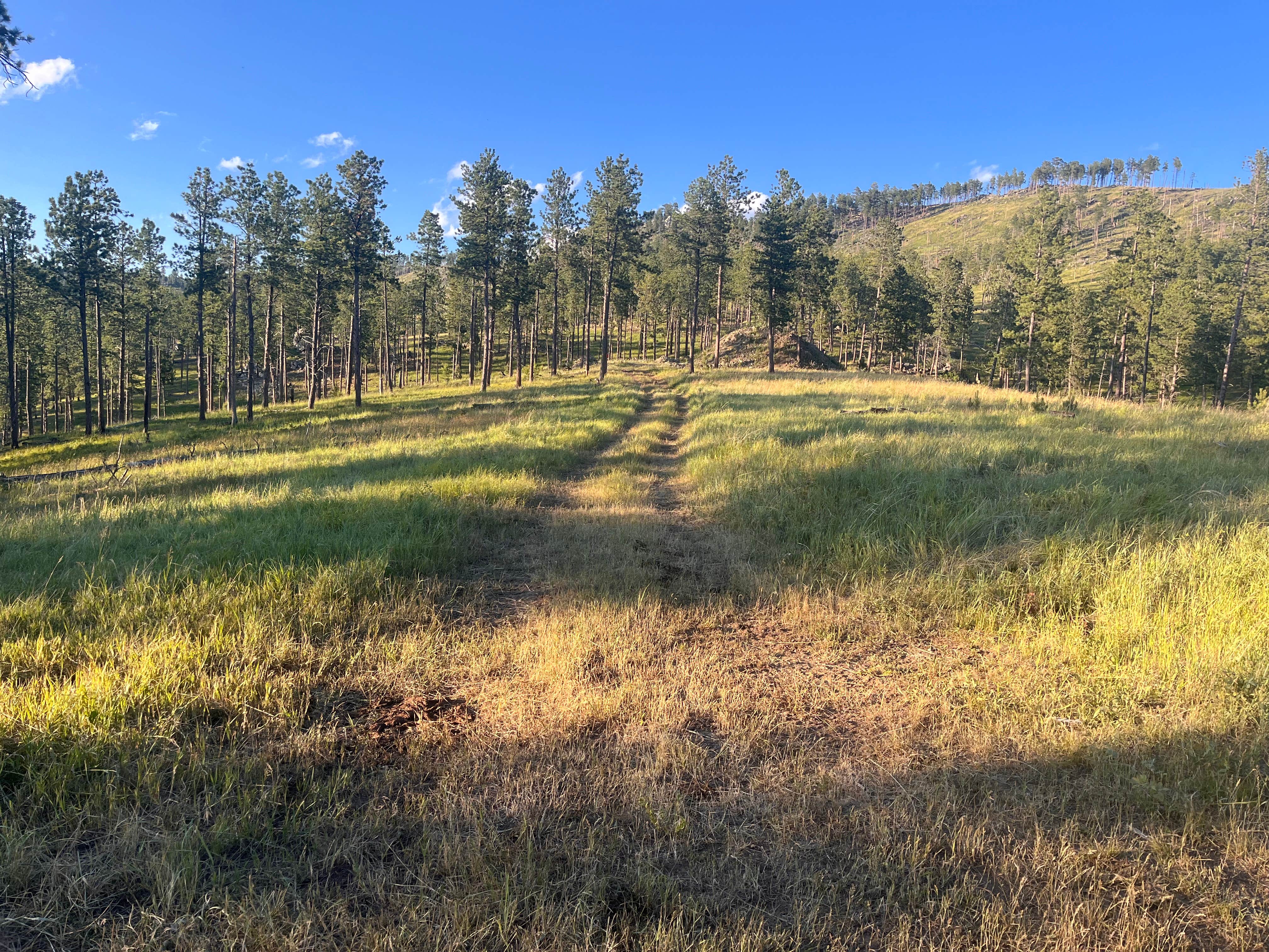 Camper-submitted photo at Spring Creek Rd Mine Site Dispersed near Hill City, SD