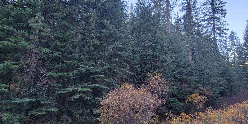 Camper submitted image from Spring Creek Road Spur