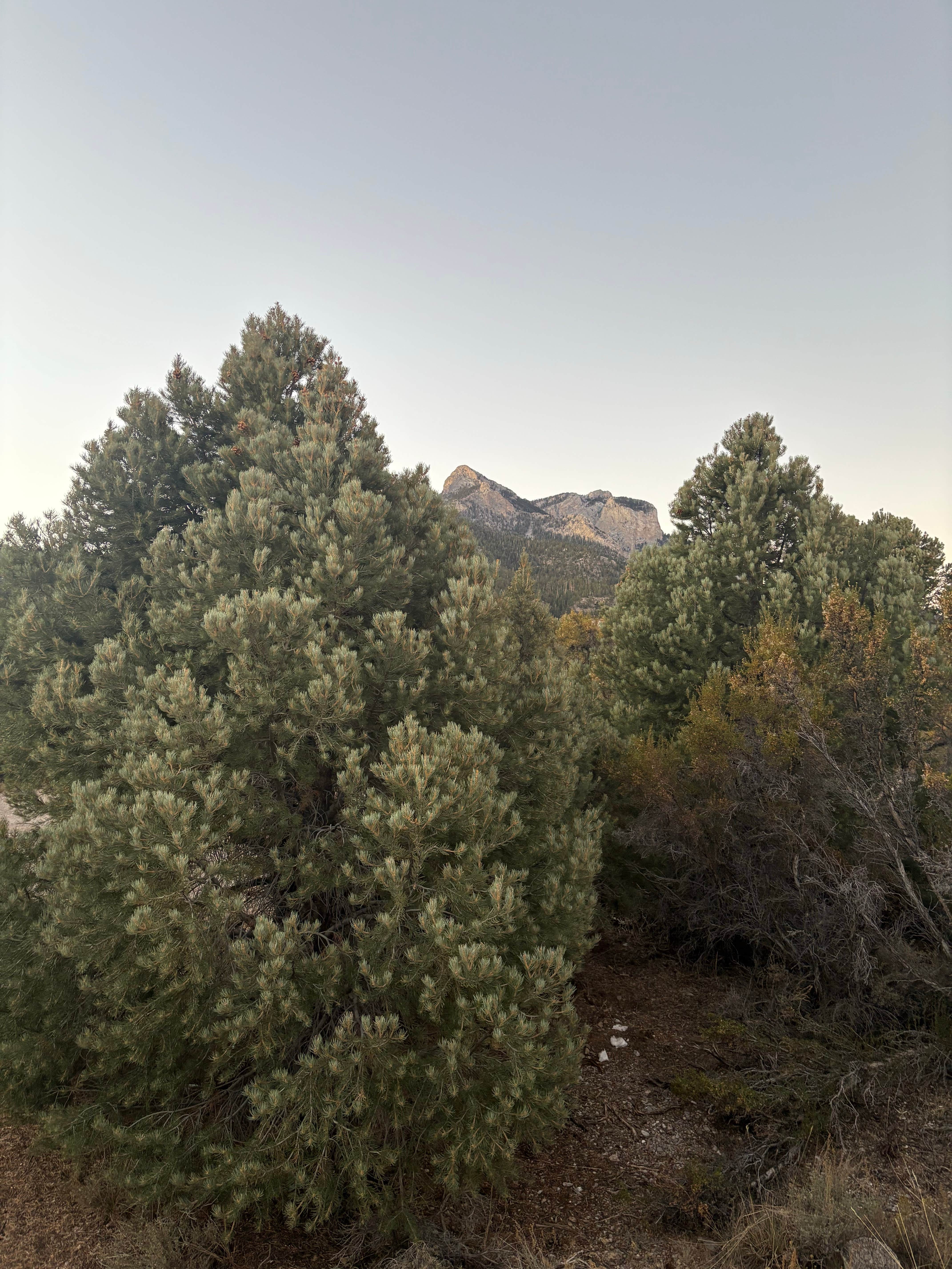 Camper-submitted photo at Spring Mountains Dispersed near Mount Charleston, NV