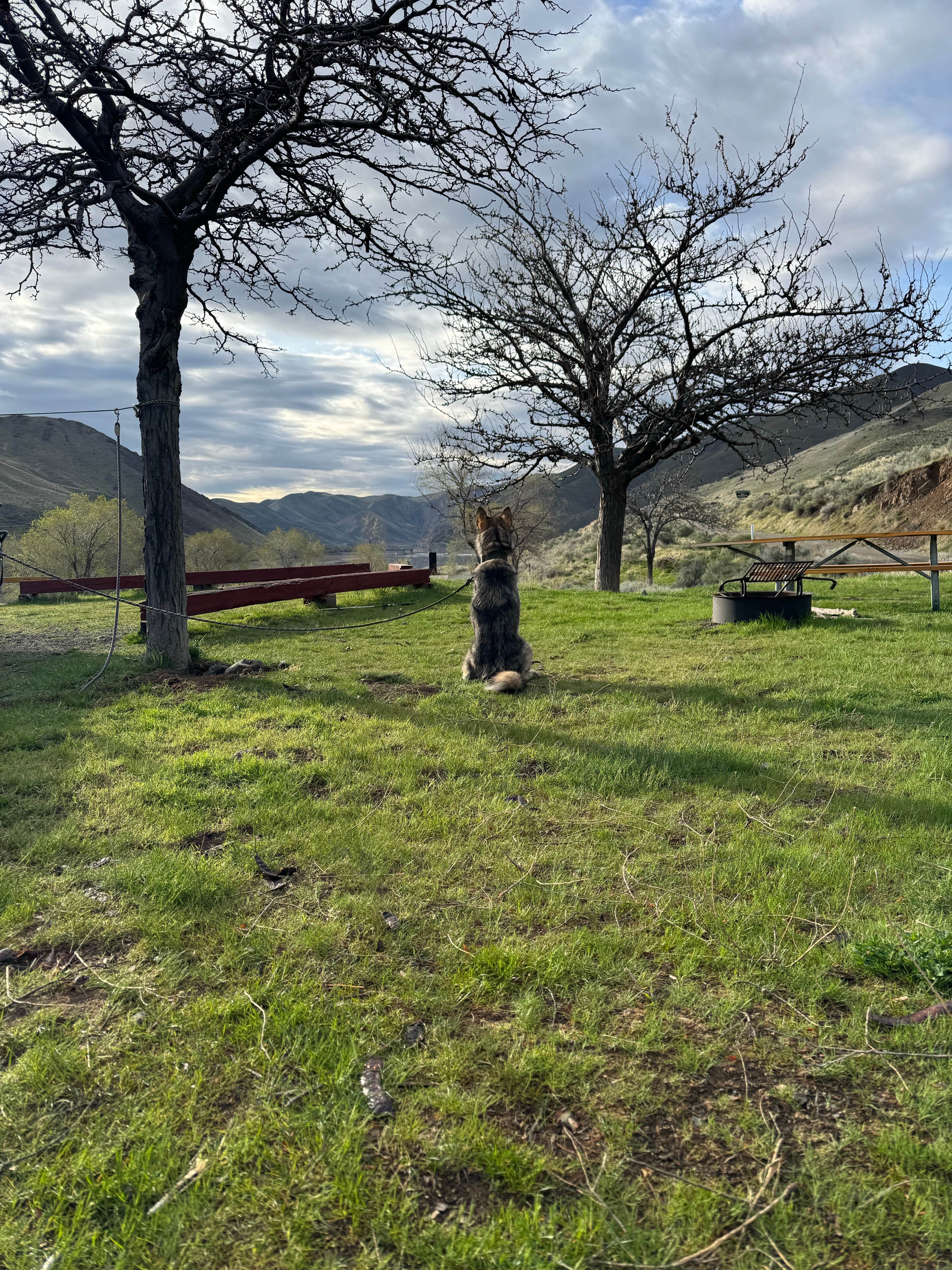 Cable A.'s photo of camping with pets at Spring Recreation Site near Harper, OR