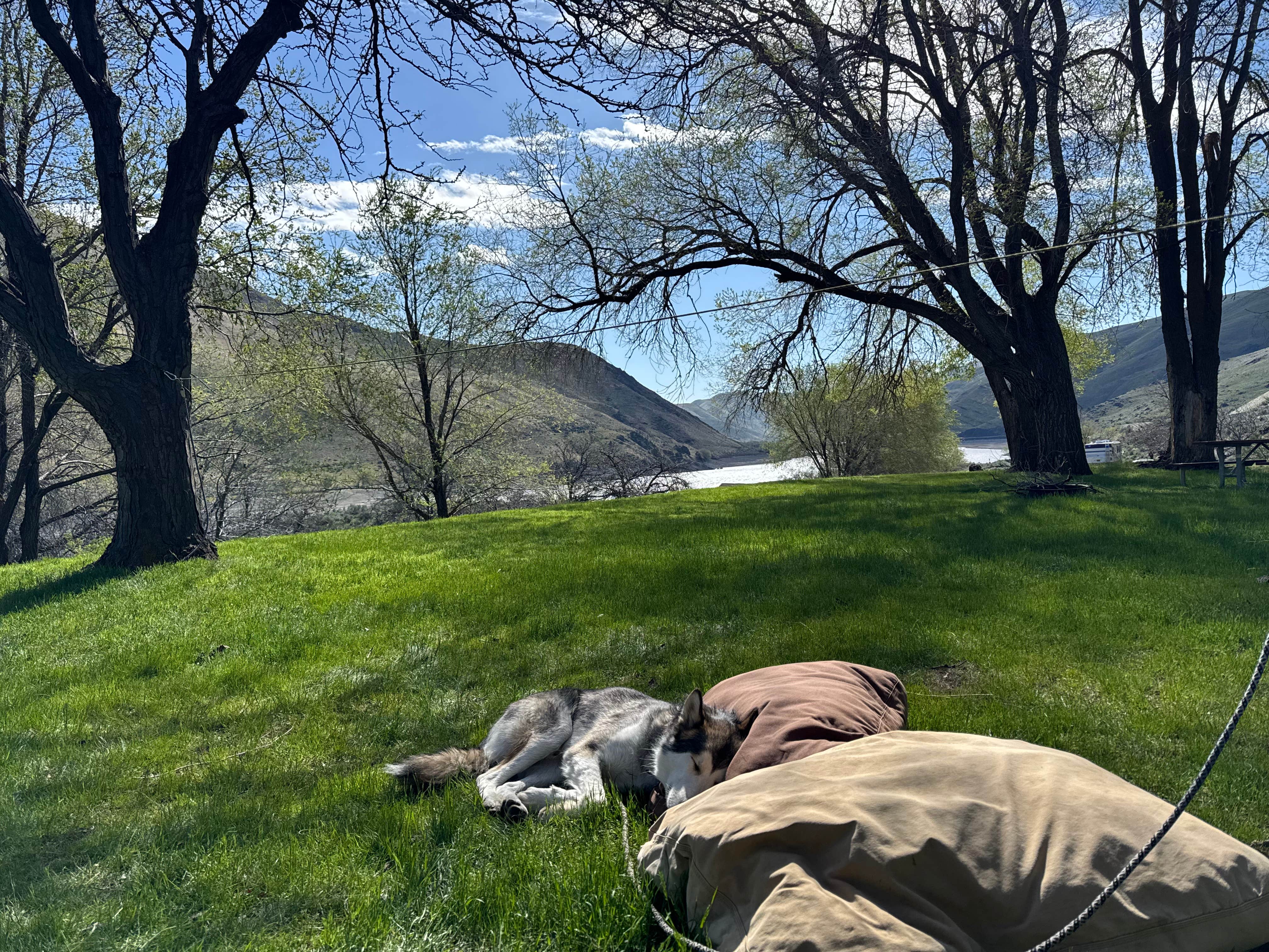 Cable A.'s photo of camping with pets at Spring Recreation Site near Richland, OR