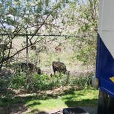 Review photo of Springville / Provo KOA Holiday by Sabrina M., June 8, 2026