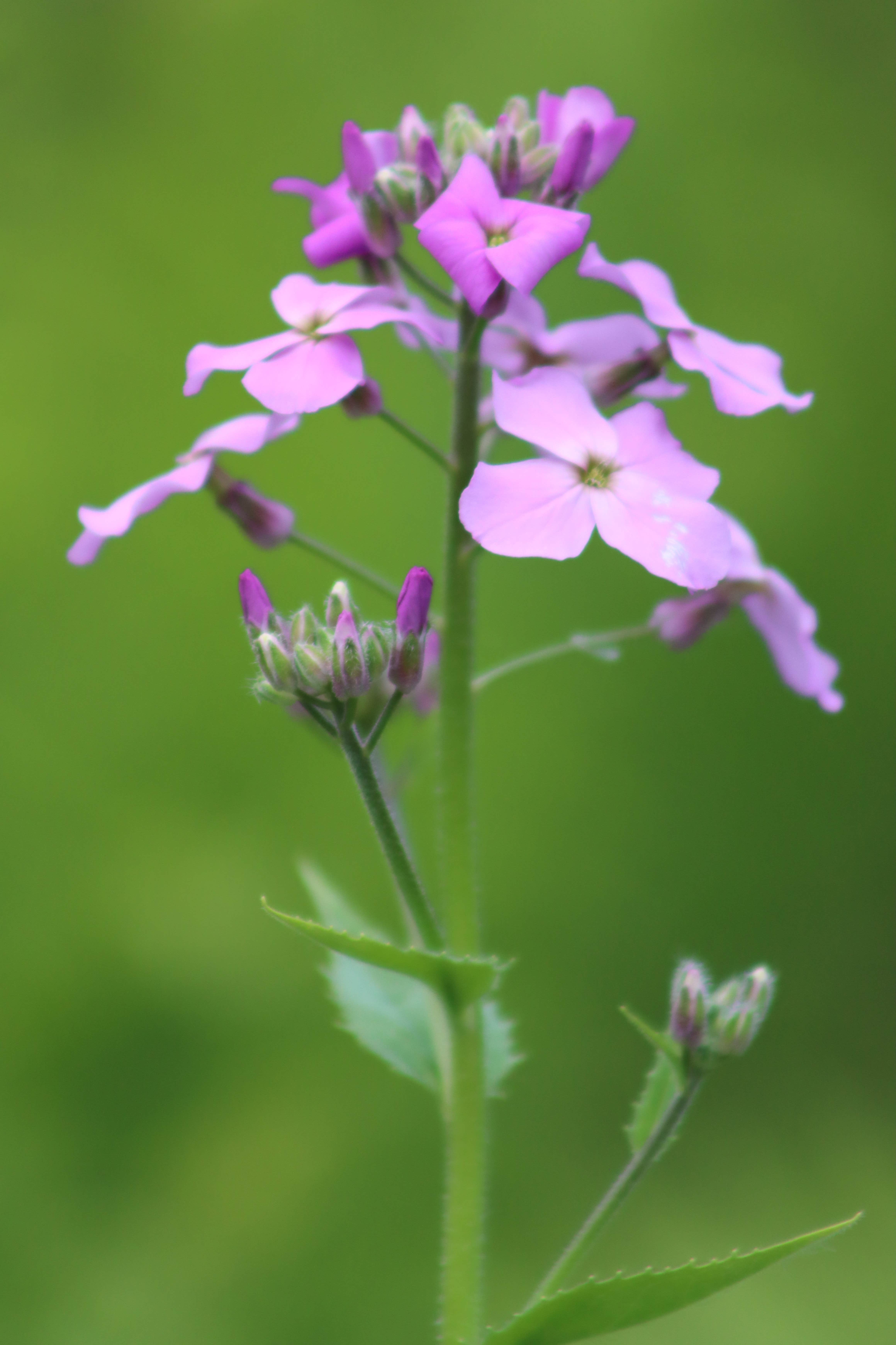 Camper-submitted photo at Spruce Creek Campground near Warnerville, NY