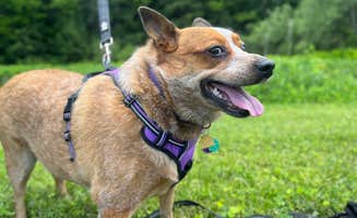 Wyndie G.'s photo of camping with pets at Spruce Creek Campground near Springfield Center, NY