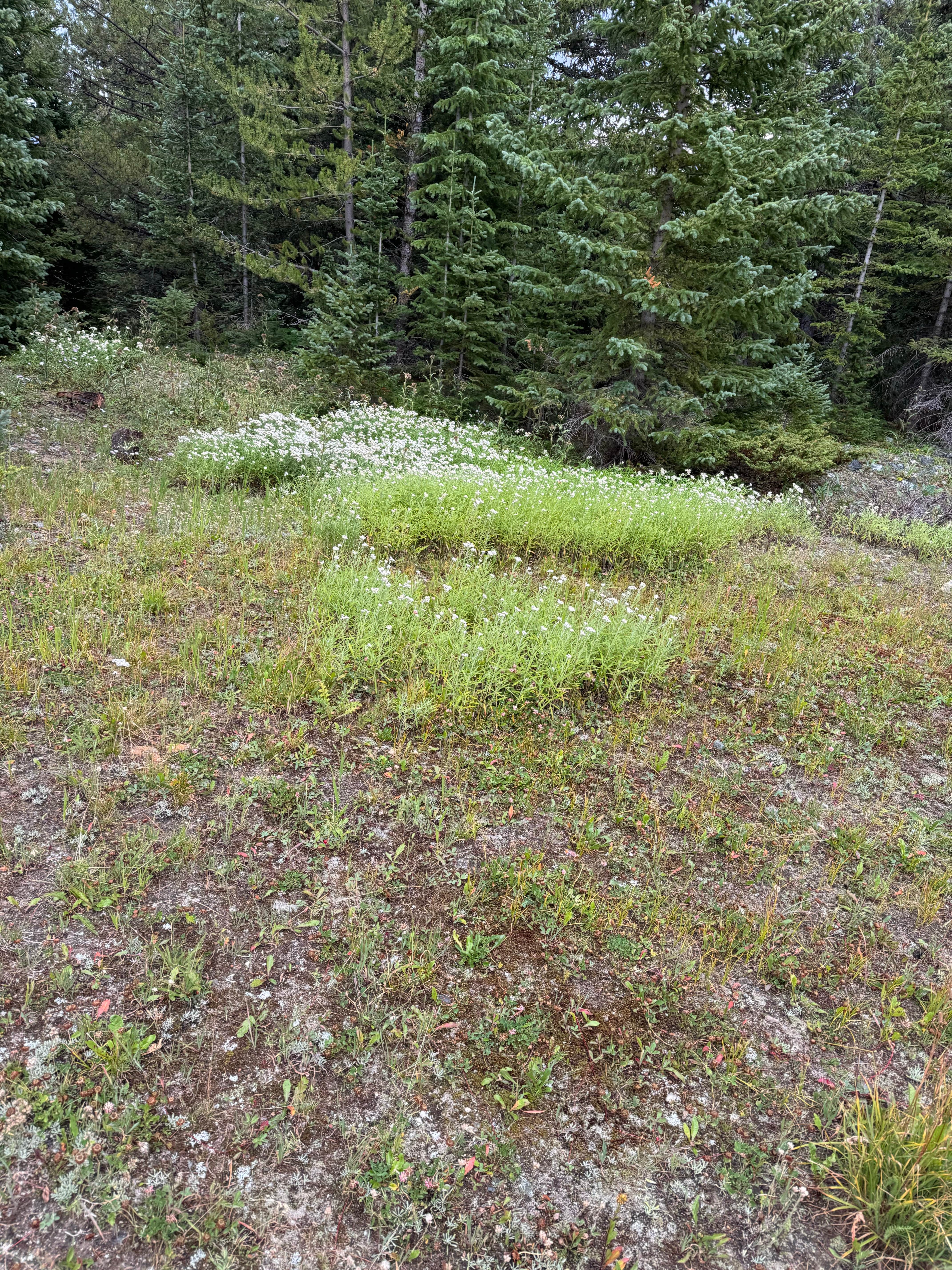 Camper-submitted photo at Spruce Creek/Crystal Creek Designated Dispersed Camping near Dillon, CO