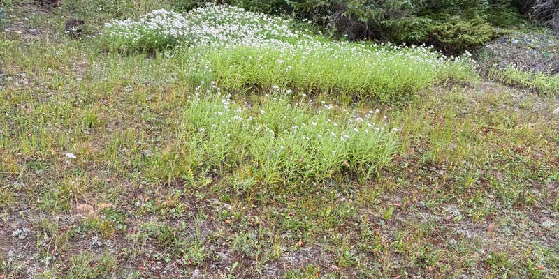 Camper submitted image from Spruce Creek/Crystal Creek Designated Dispersed Camping