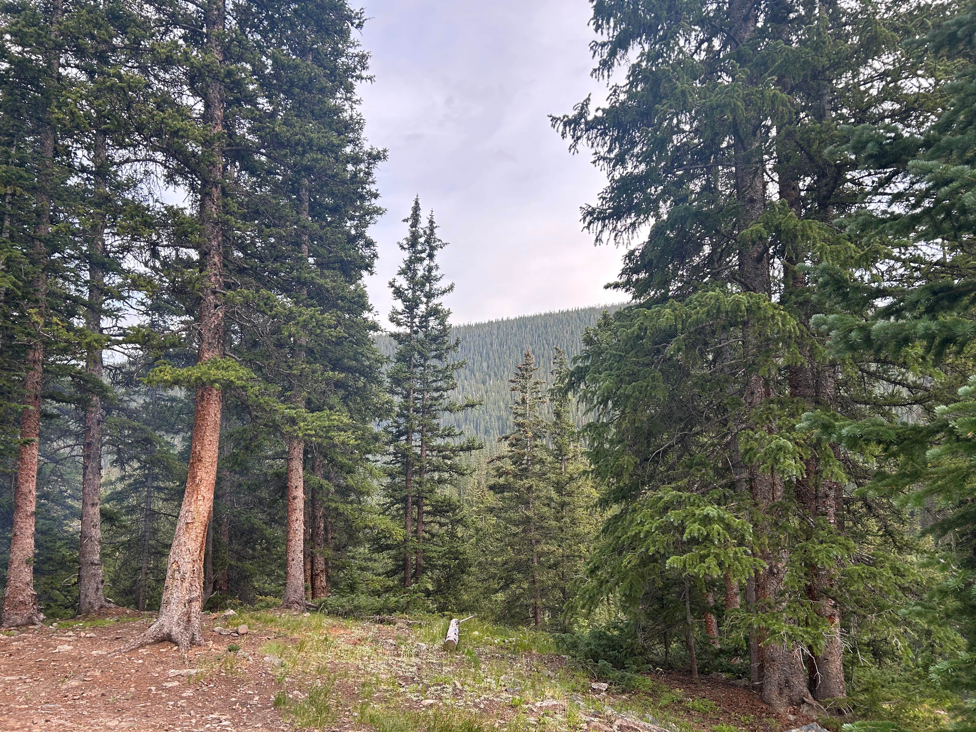 Camper-submitted photo at Spruce Creek/Crystal Creek Designated Dispersed Camping near Dillon, CO