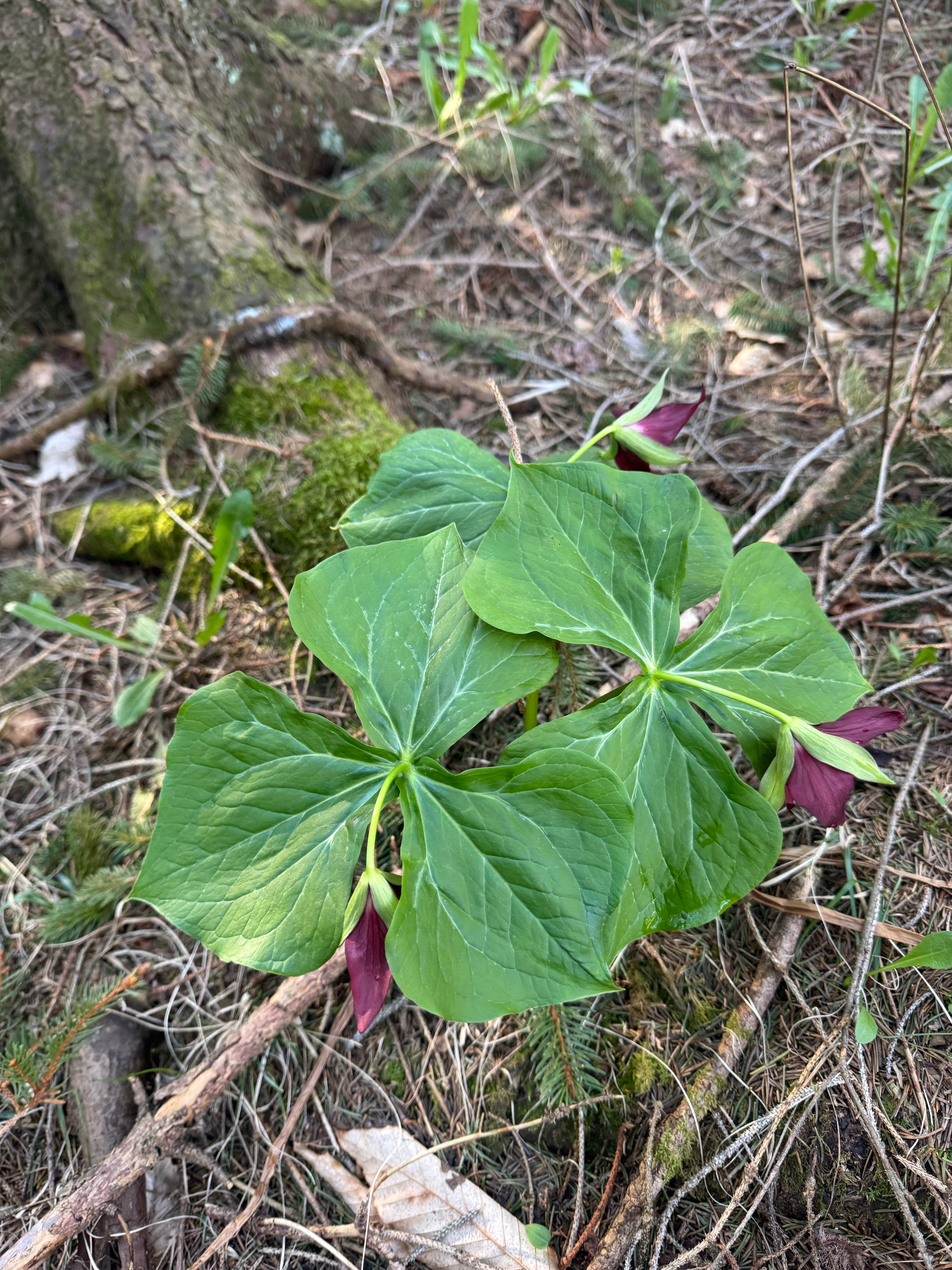Camper-submitted photo at Spruce Pond Camping Area - Morgan Hill State Forest near Montezuma, NY