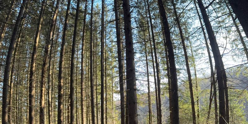 Camper submitted image from Spruce Pond Camping Area - Morgan Hill State Forest