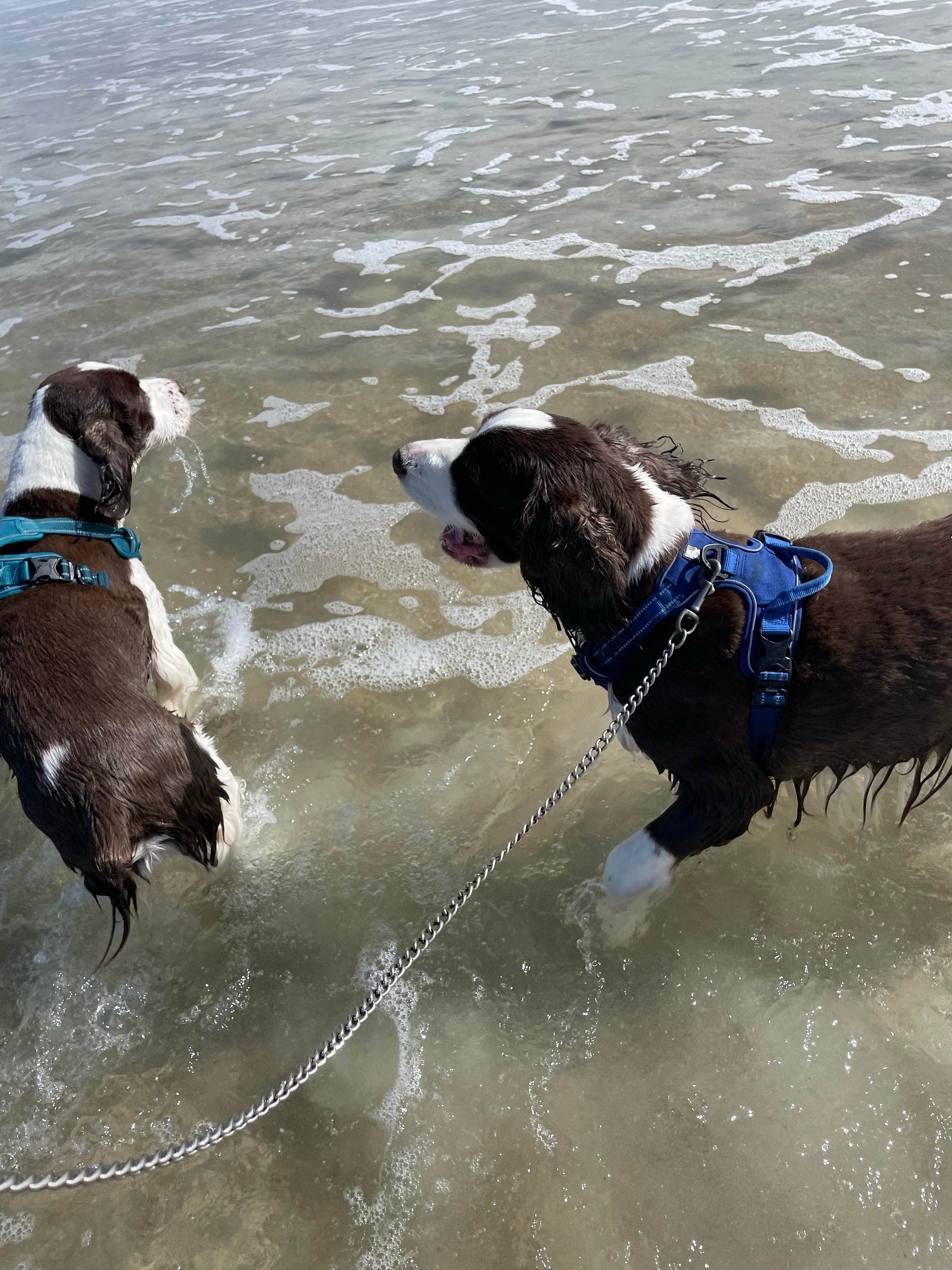 Joel R.'s photo of camping with pets at St. Augustine Beach KOA near St. Augustine, FL