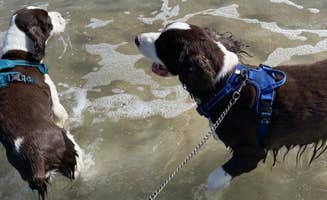 Joel R.'s photo of camping with pets at St. Augustine Beach KOA near Palm Coast, FL