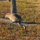 Review photo of Savannas Recreation Area by gilles P., February 8, 2026