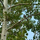 Review photo of St Mary Campground - Glacier National Park — Glacier National Park by stephanie W., July 22, 2026