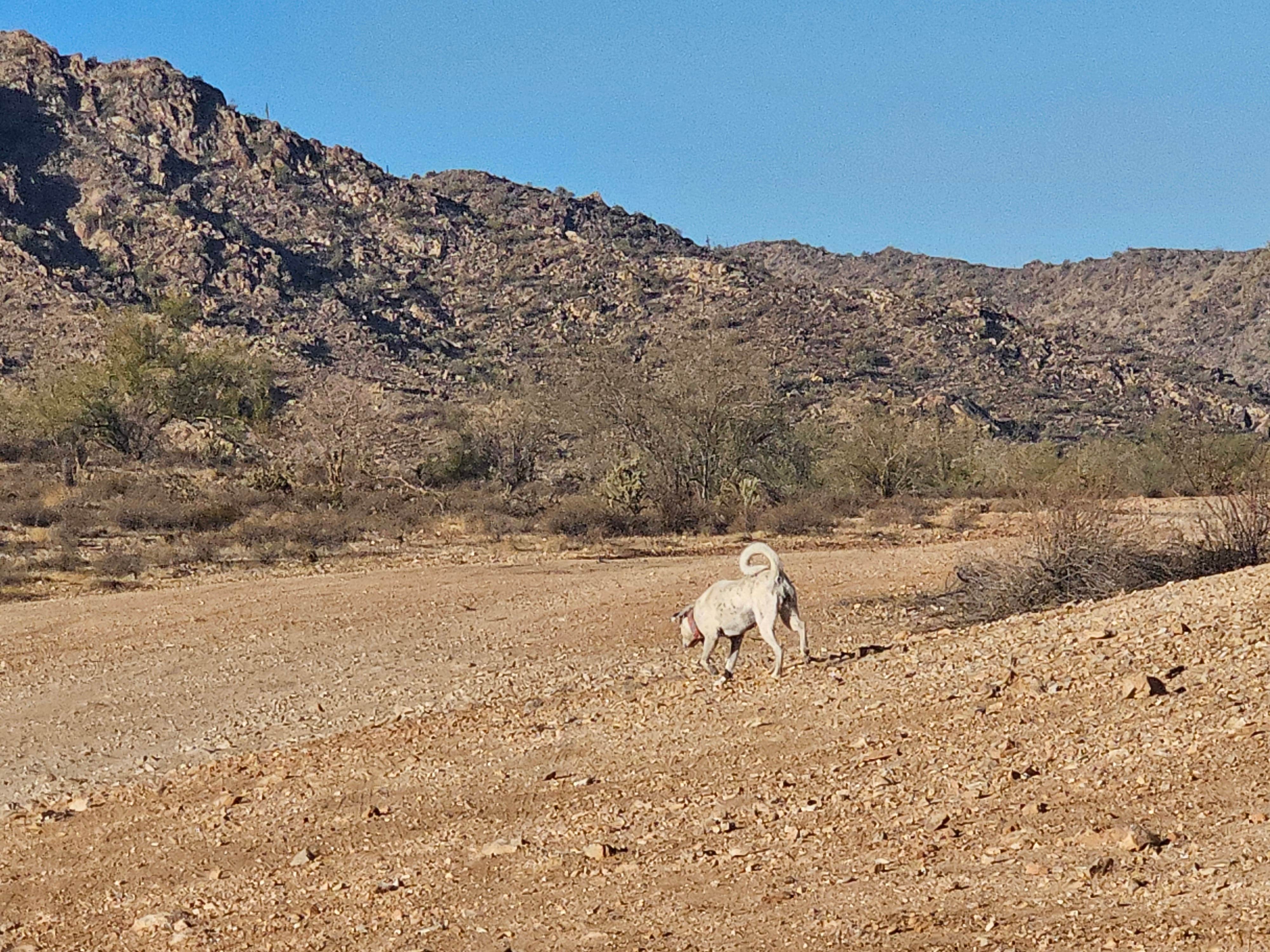 Gregg T.'s photo of camping with pets at State land trust/Inspiration Point near Waddell, AZ
