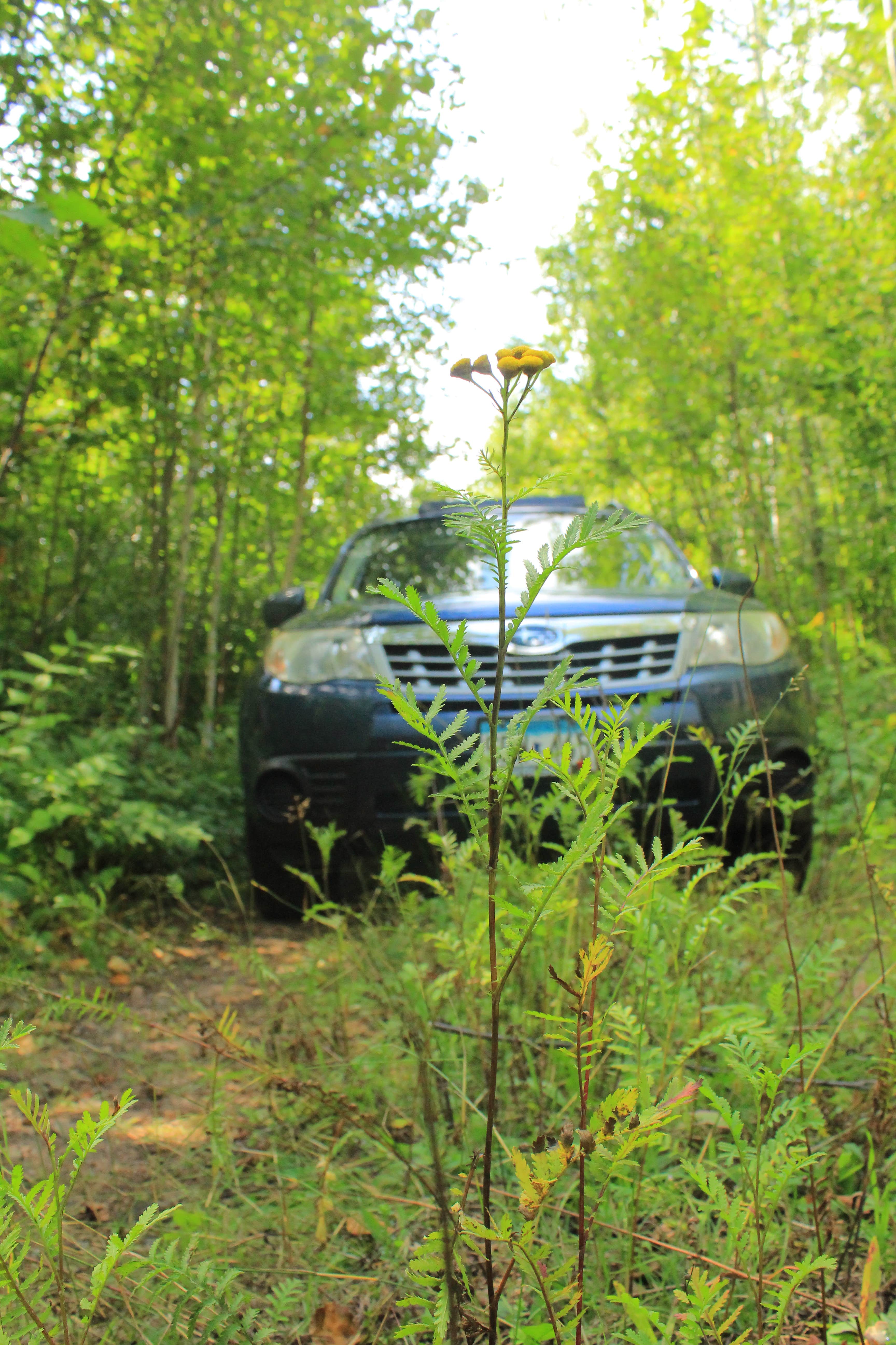 State Land Lax Lake Area - Dispersed Camping