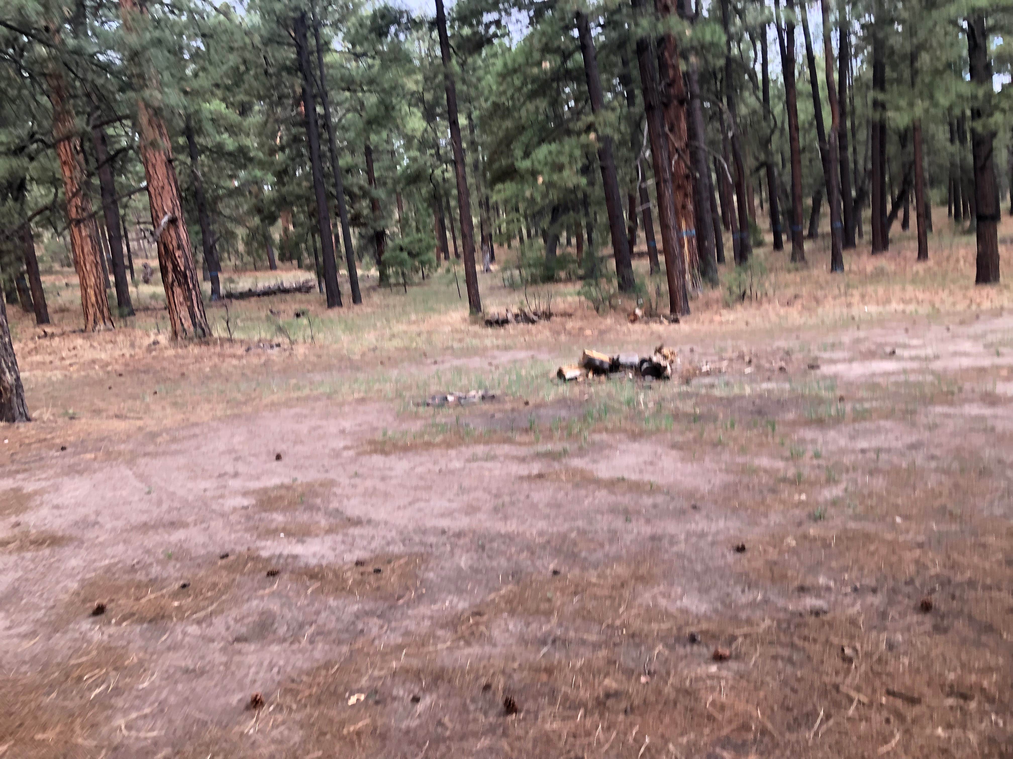 Camper submitted image from State Line - 2