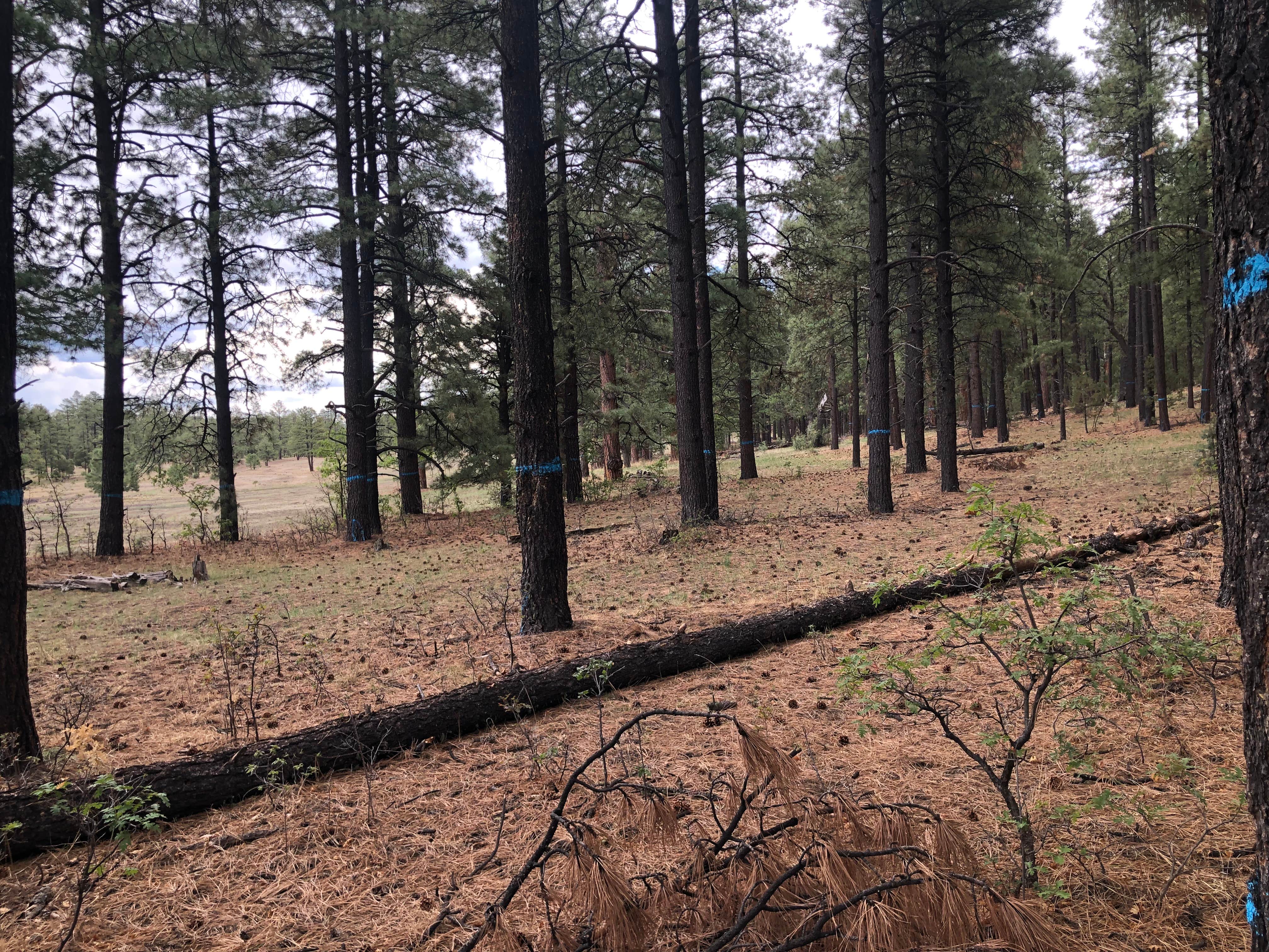 Camping near Pueblo Park: State Line, Alpine, New Mexico