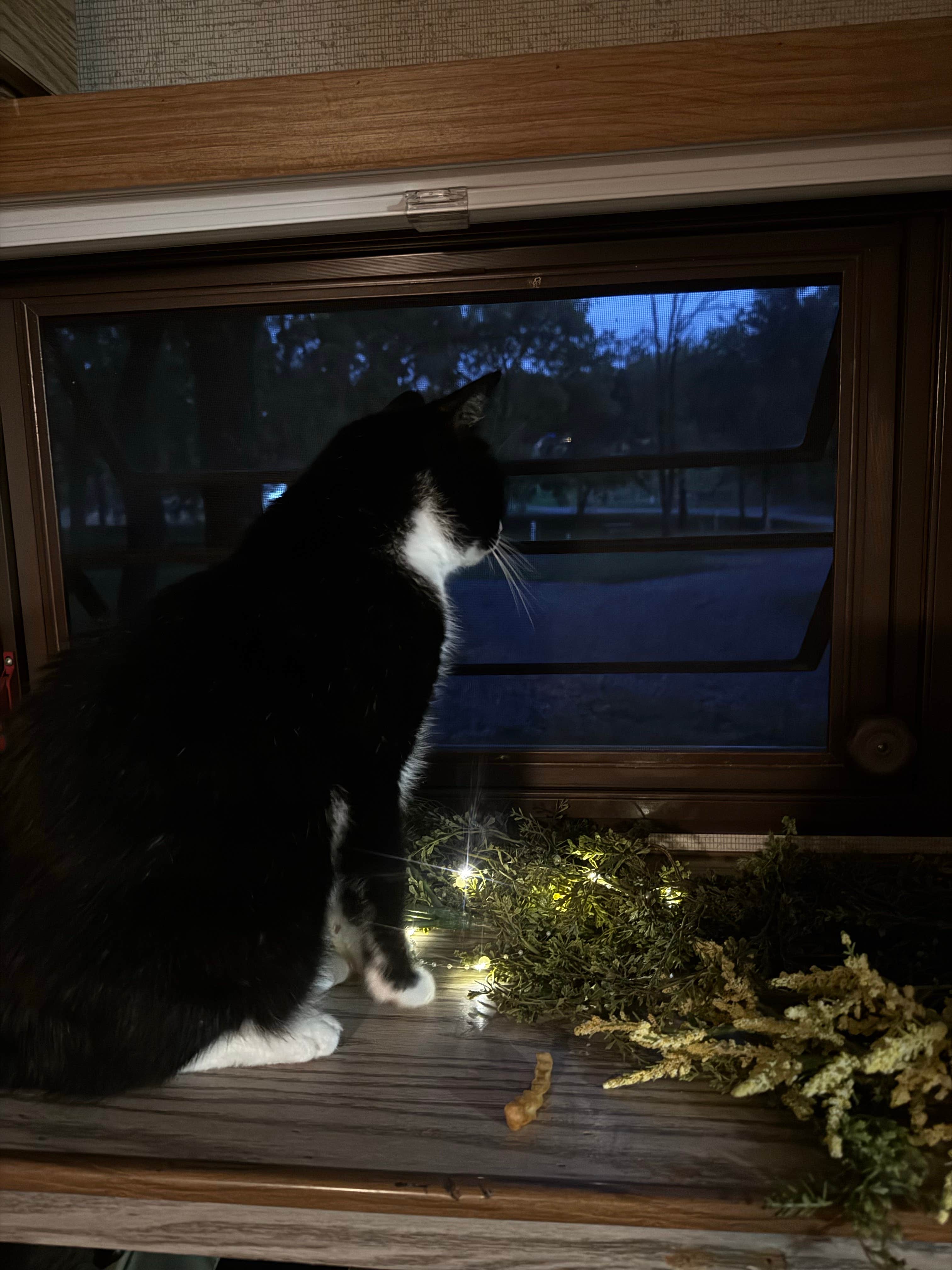 madison F.'s photo of camping with pets at Walnut Hills Campground & RV Park near Crimora, VA