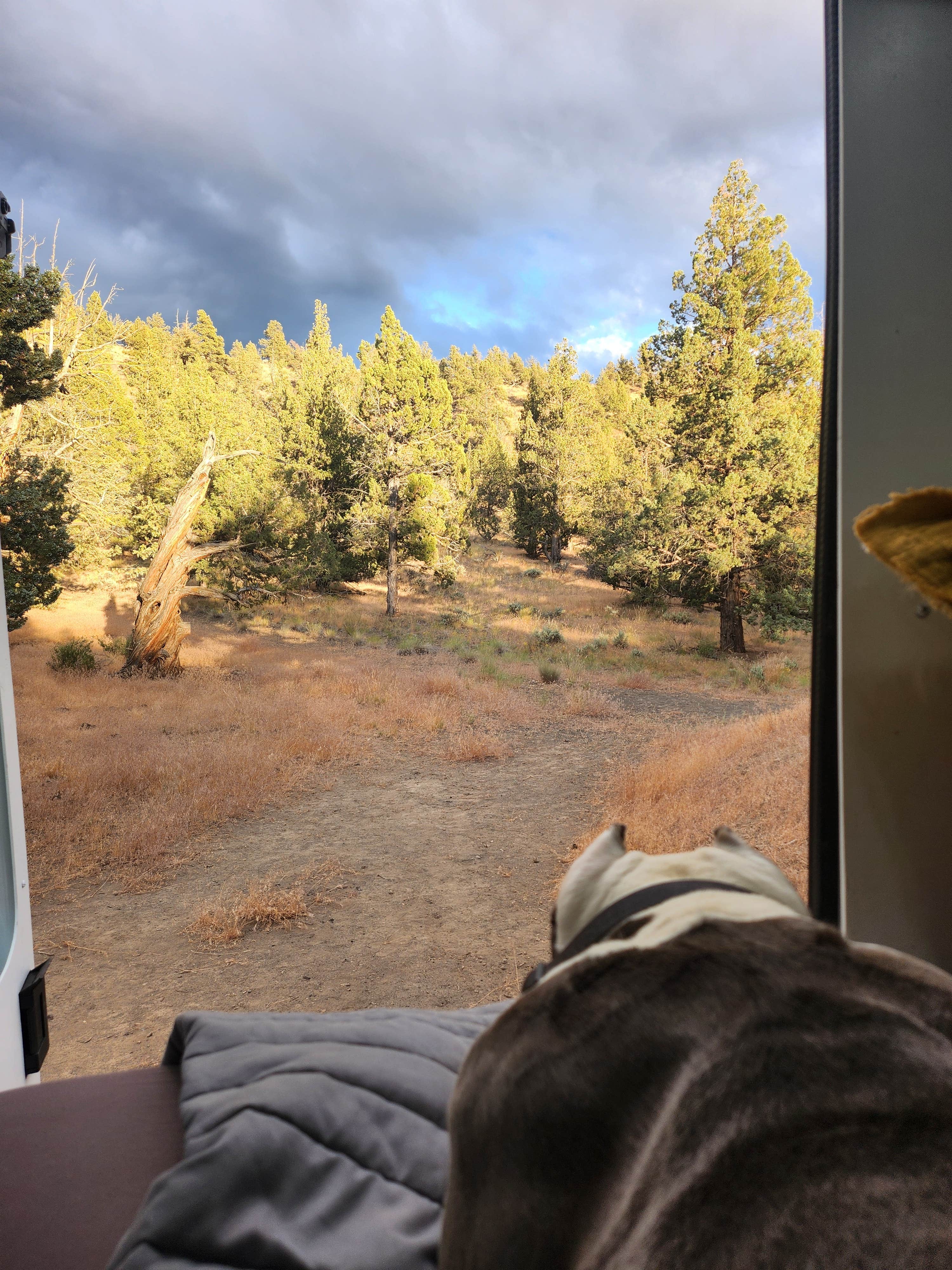 Kelda C.'s photo of camping with pets at Steelhead Falls Trailhead & Campground near Sisters, OR