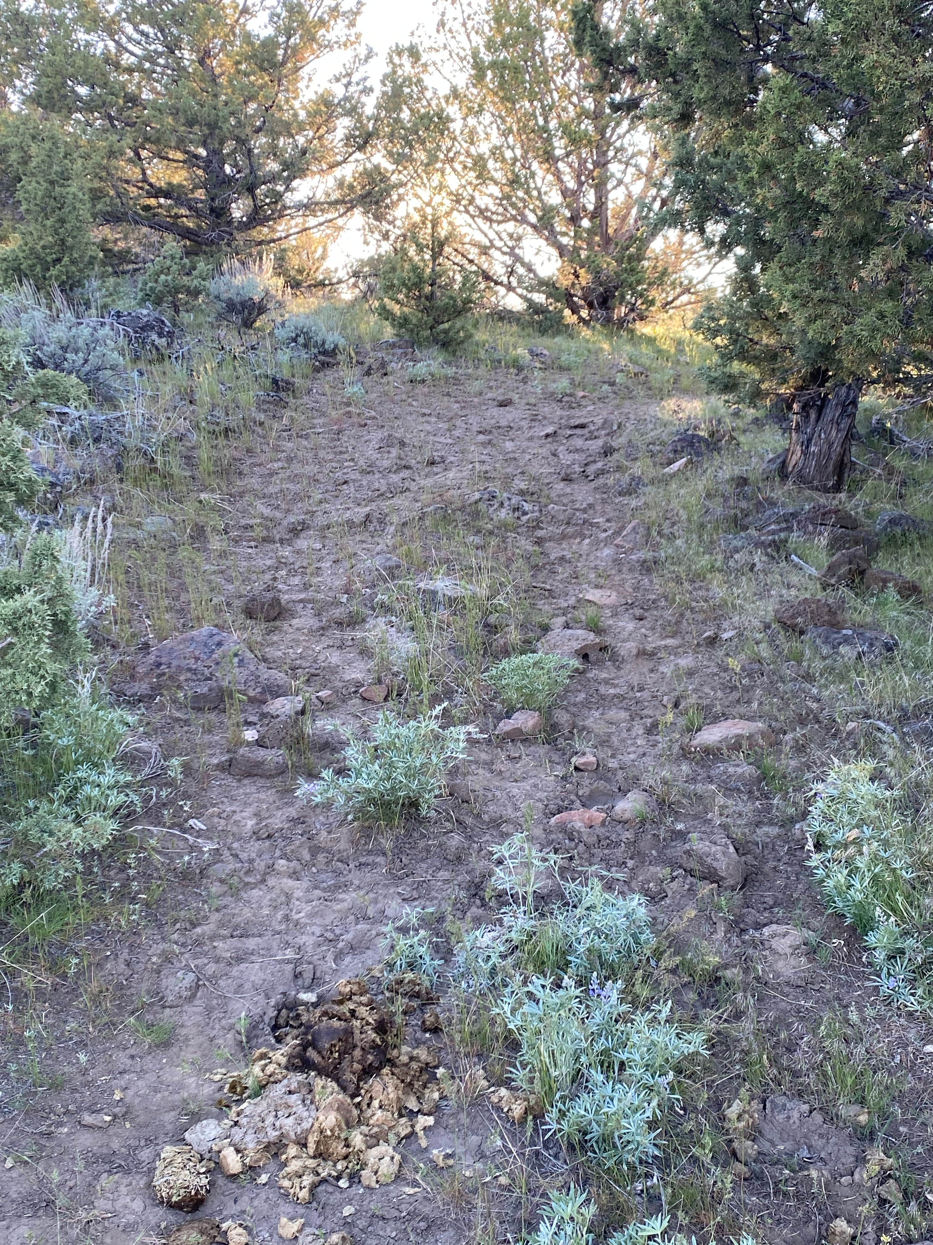 Camper submitted image from Steens Mountain Loop Road Dispersed Campsite - 2