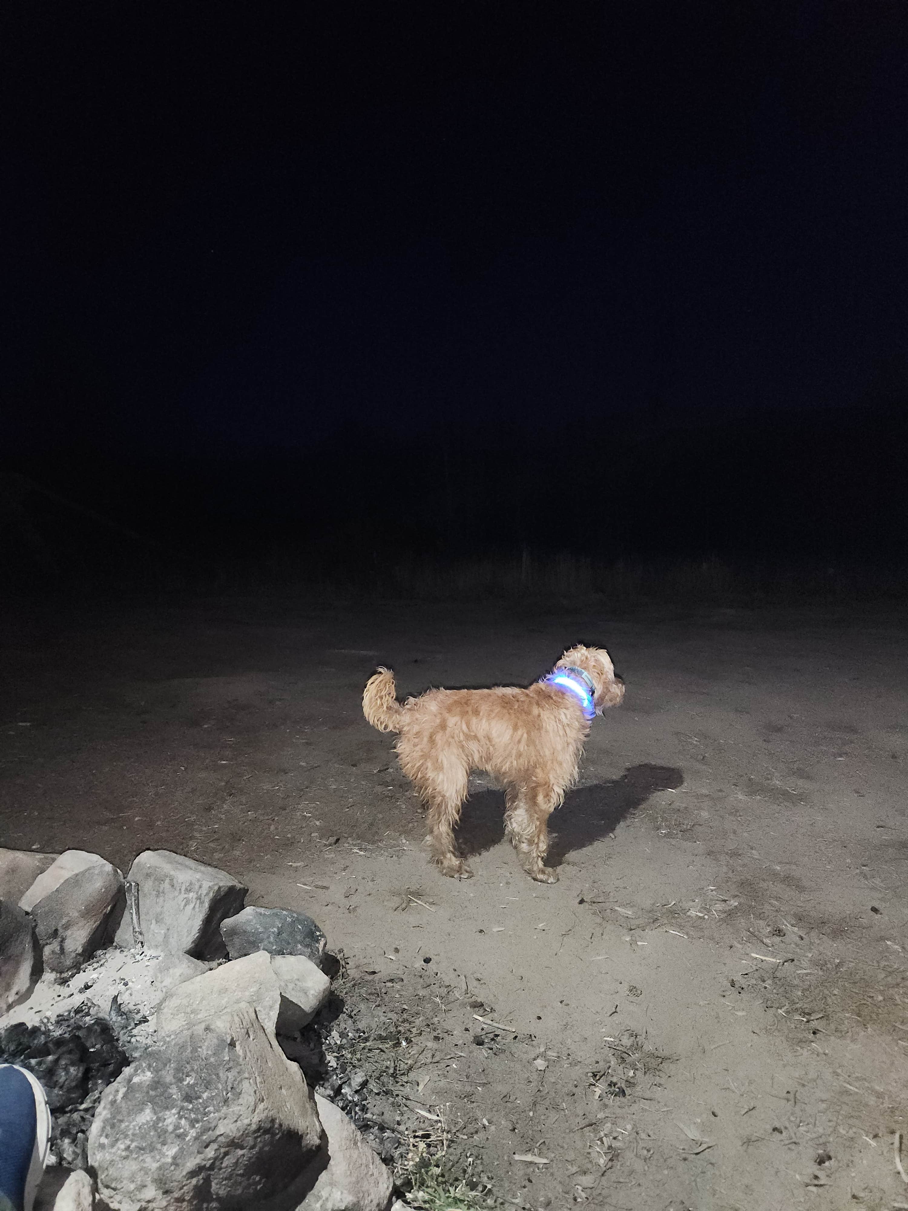 Dane J.'s photo of camping with pets at Stillwater Pass Dispersed Campsite near Grand Lake, CO