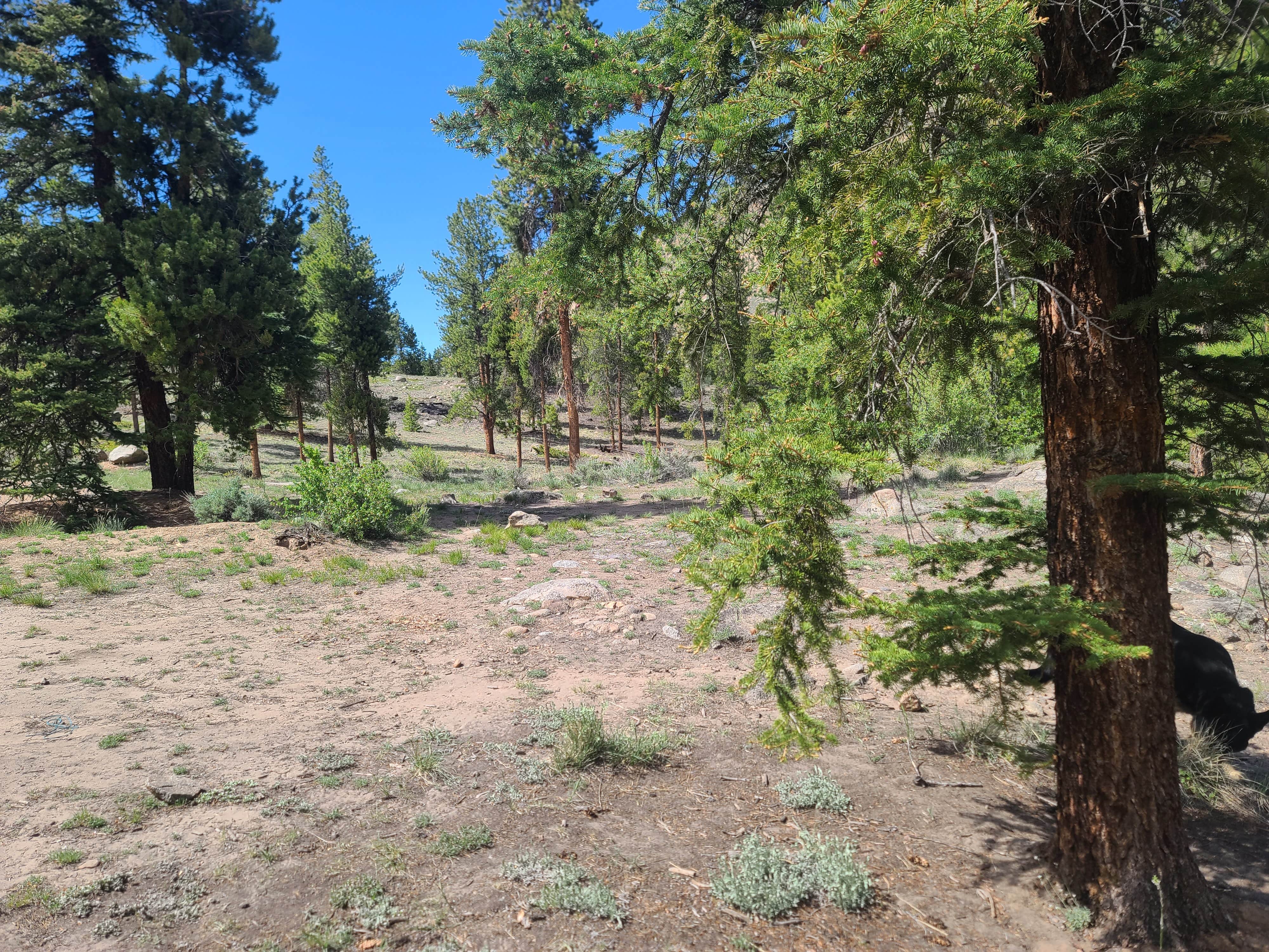 Tim R.'s photo of camping with pets at Stone Cabin near Fairplay, CO