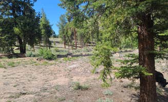 Tim R.'s photo of camping with pets at Stone Cabin near Granite, CO
