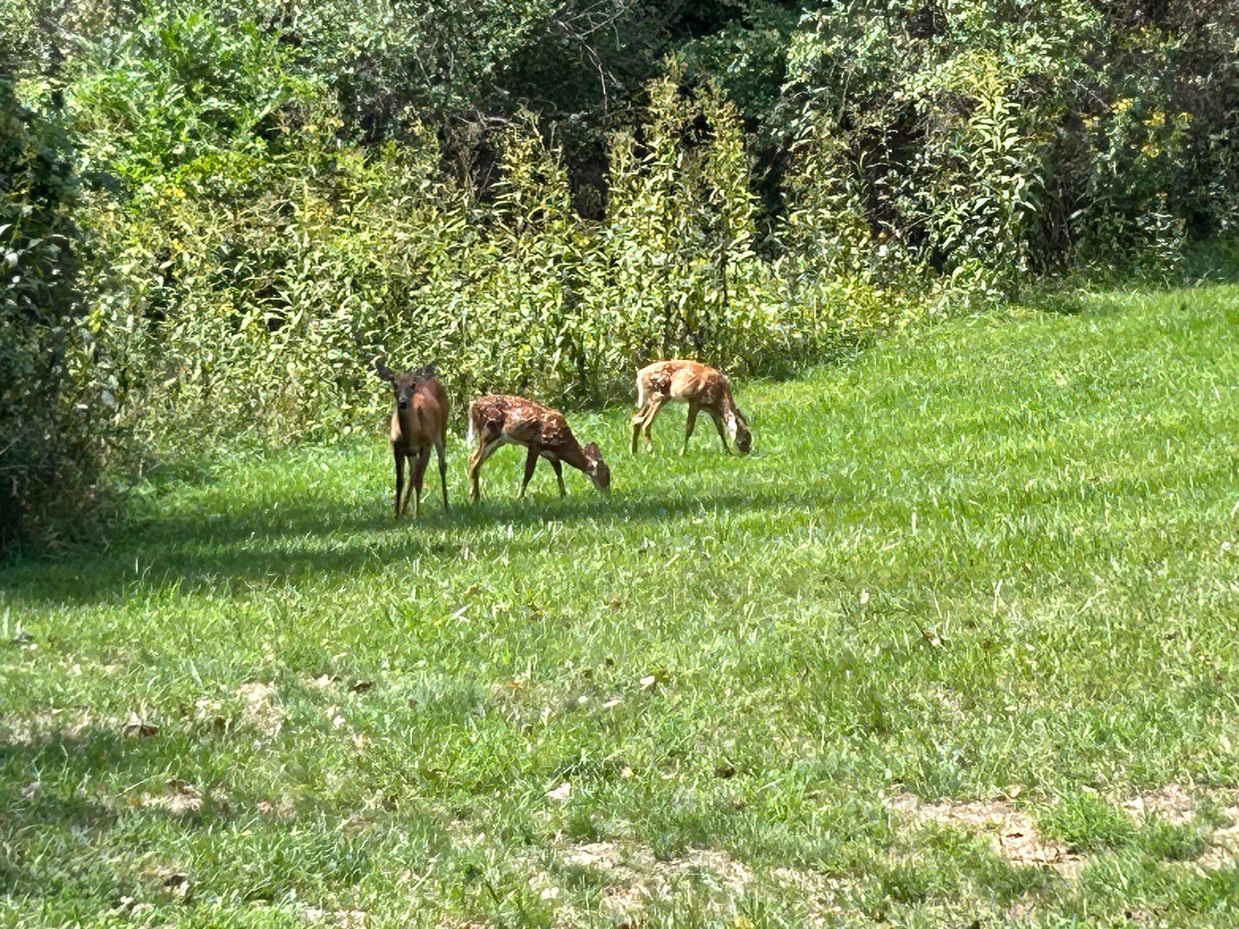 Camper-submitted photo at Stony Fork Campground near Rosedale, VA