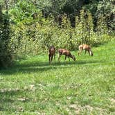 Review photo of Stoney Fork Campground by Betsy W., September 6, 2024