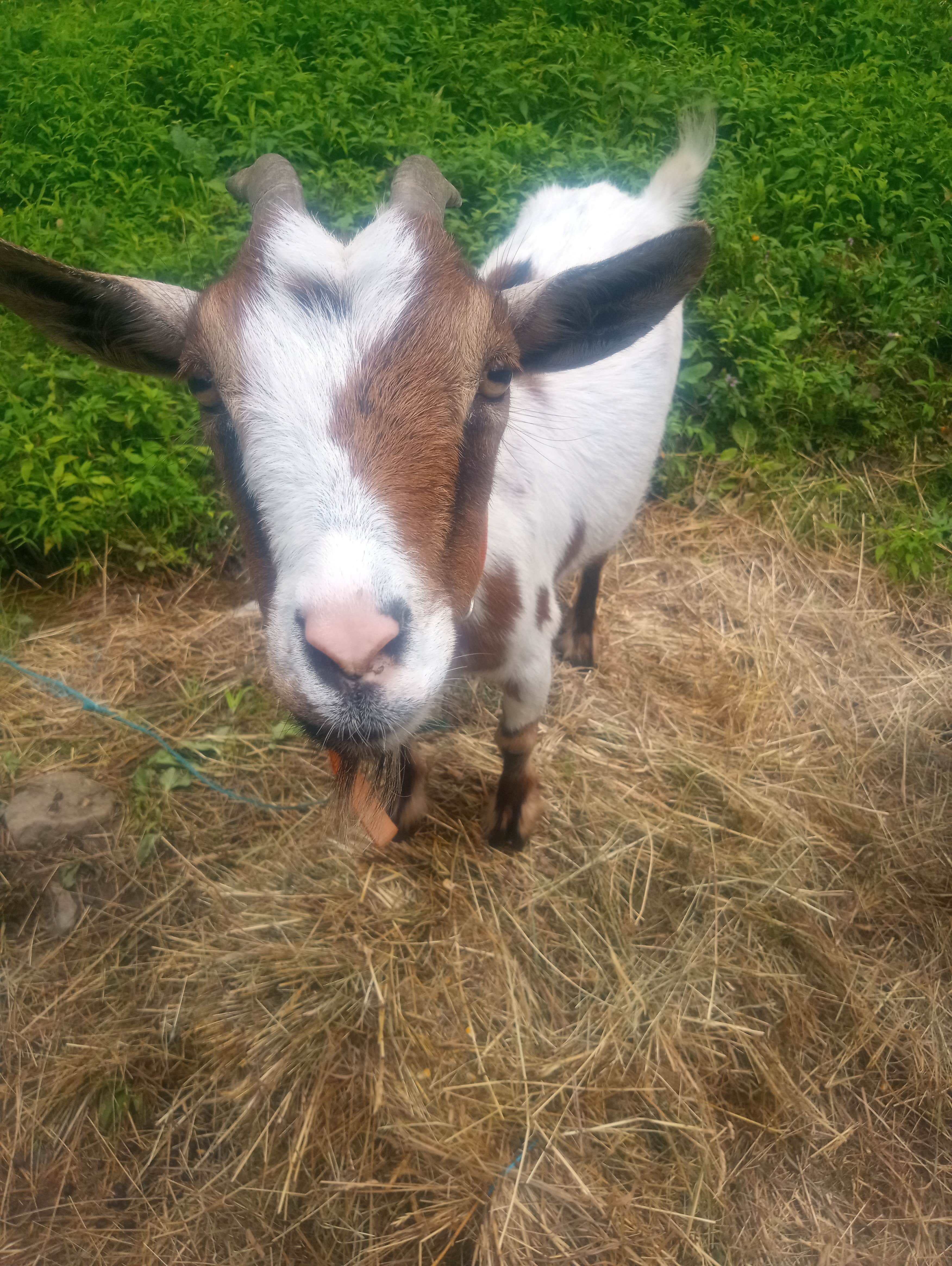 Camper submitted image from Stoney Goat homestead - 3