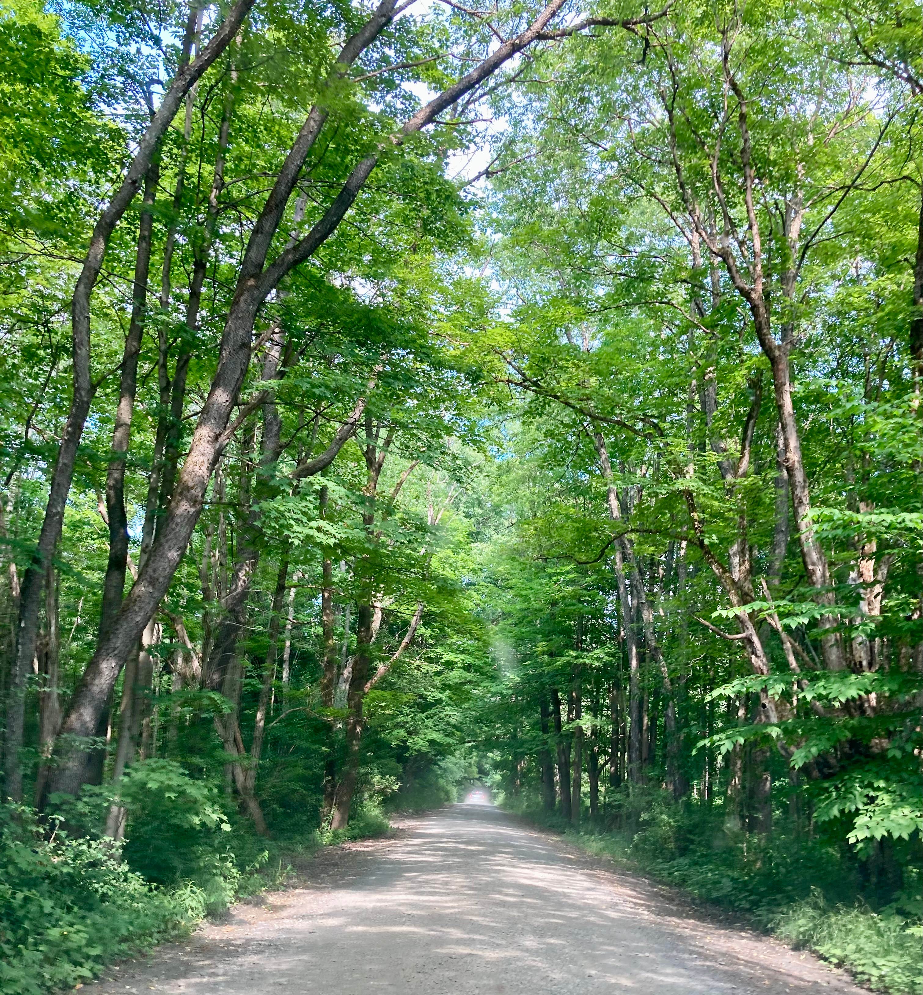 Camper submitted image from Stoney Pond State Forest Camping Area - 5