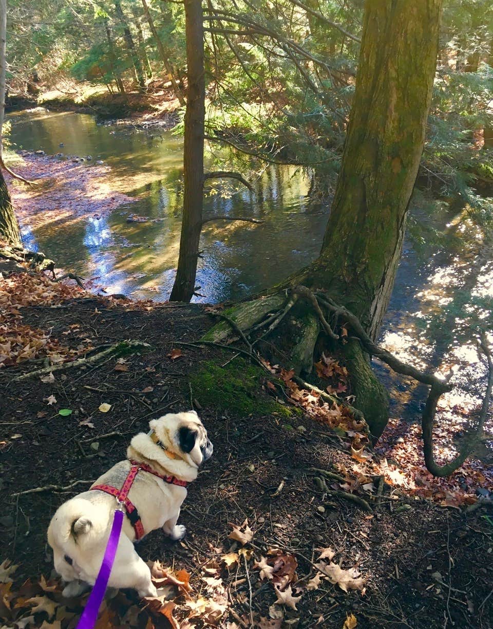 Janet R.'s photo of camping with pets at Stoney Pond State Forest Camping Area near Verona Beach, NY