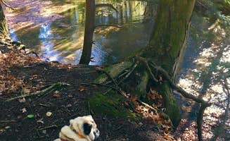 Janet R.'s photo of camping with pets at Stoney Pond State Forest Camping Area near South Plymouth, NY