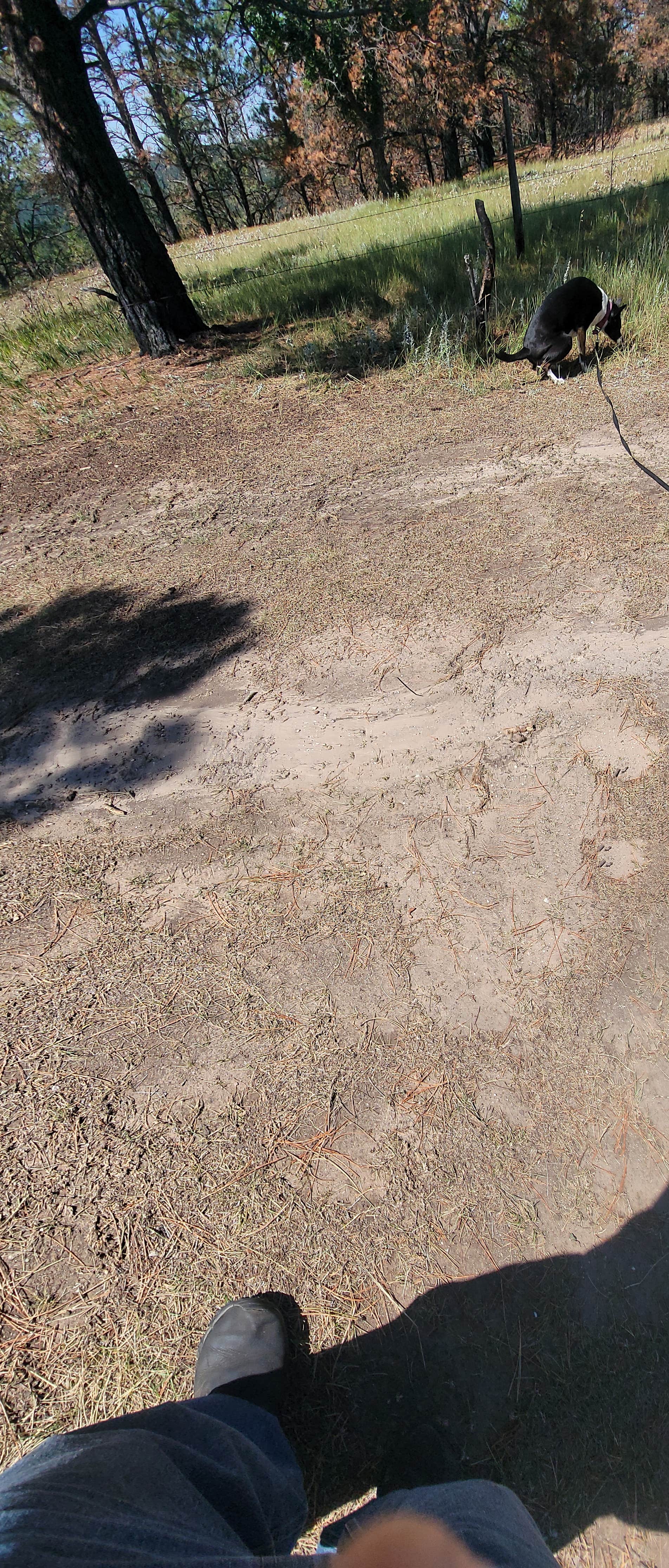 ron R.'s photo of camping with pets at Storm Hill BLM Land Dispersed Site near Devils Tower National Monument