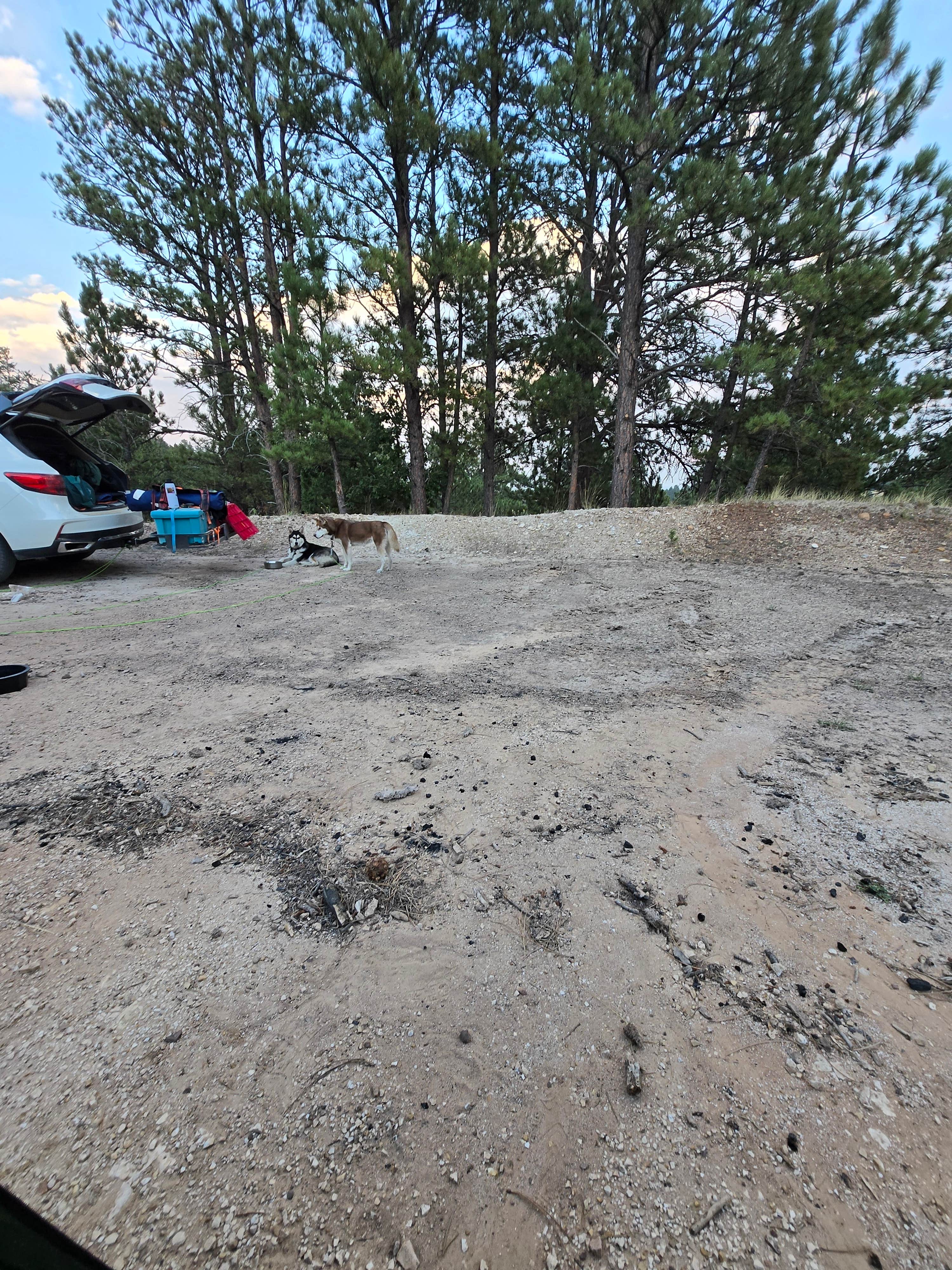 Ruth T.'s photo of camping with pets at Storm Hill BLM Land Dispersed Site near Devils Tower National Monument